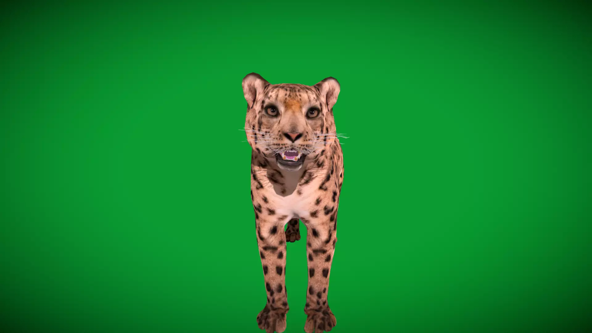 Snow Leopard Low-poly 3D model_24