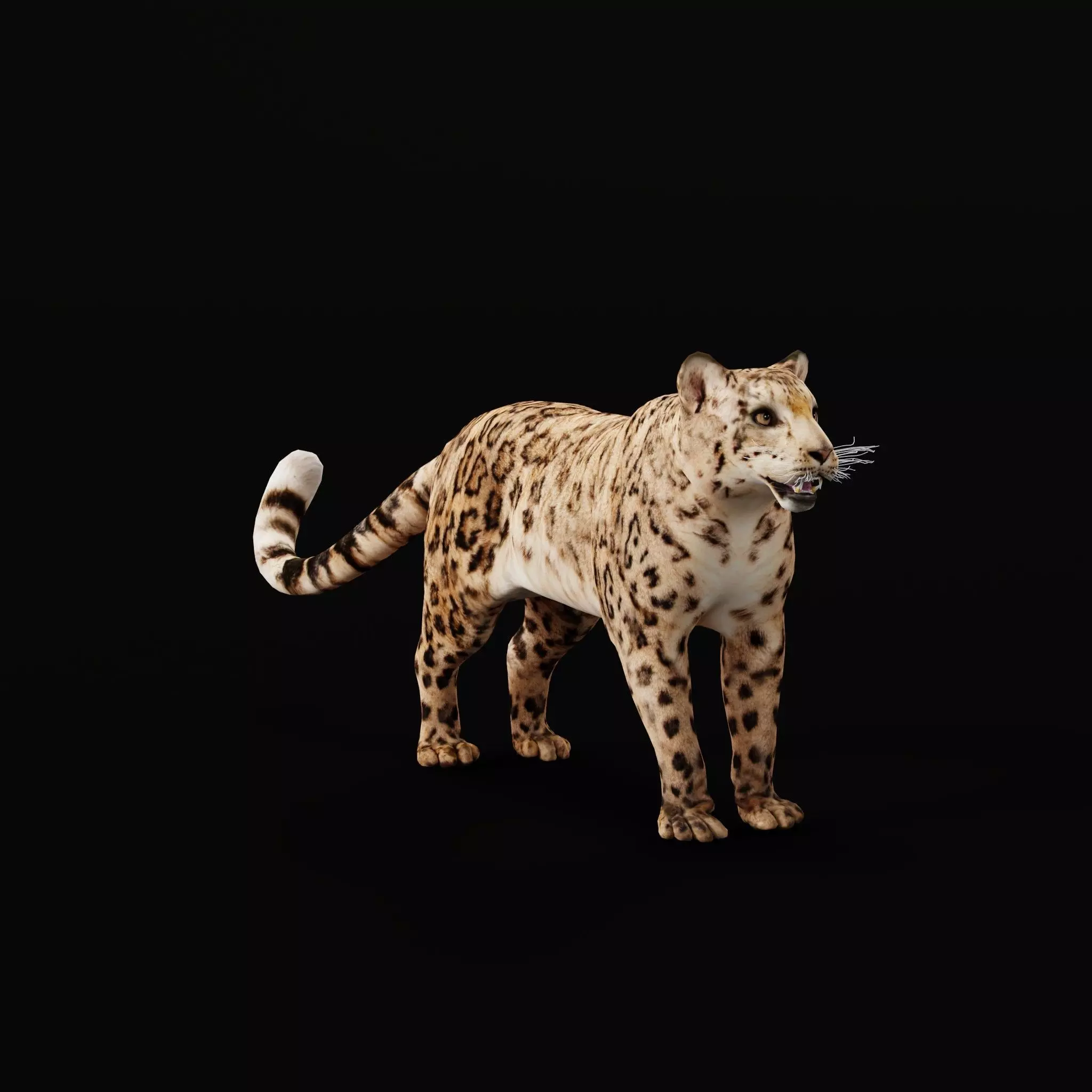 Snow Leopard Low-poly 3D model_15