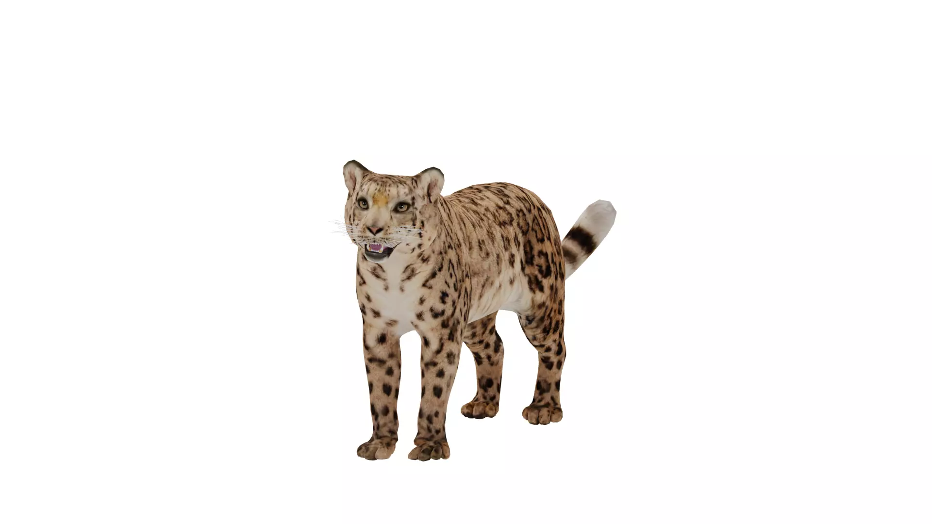 Snow Leopard Low-poly 3D model_12