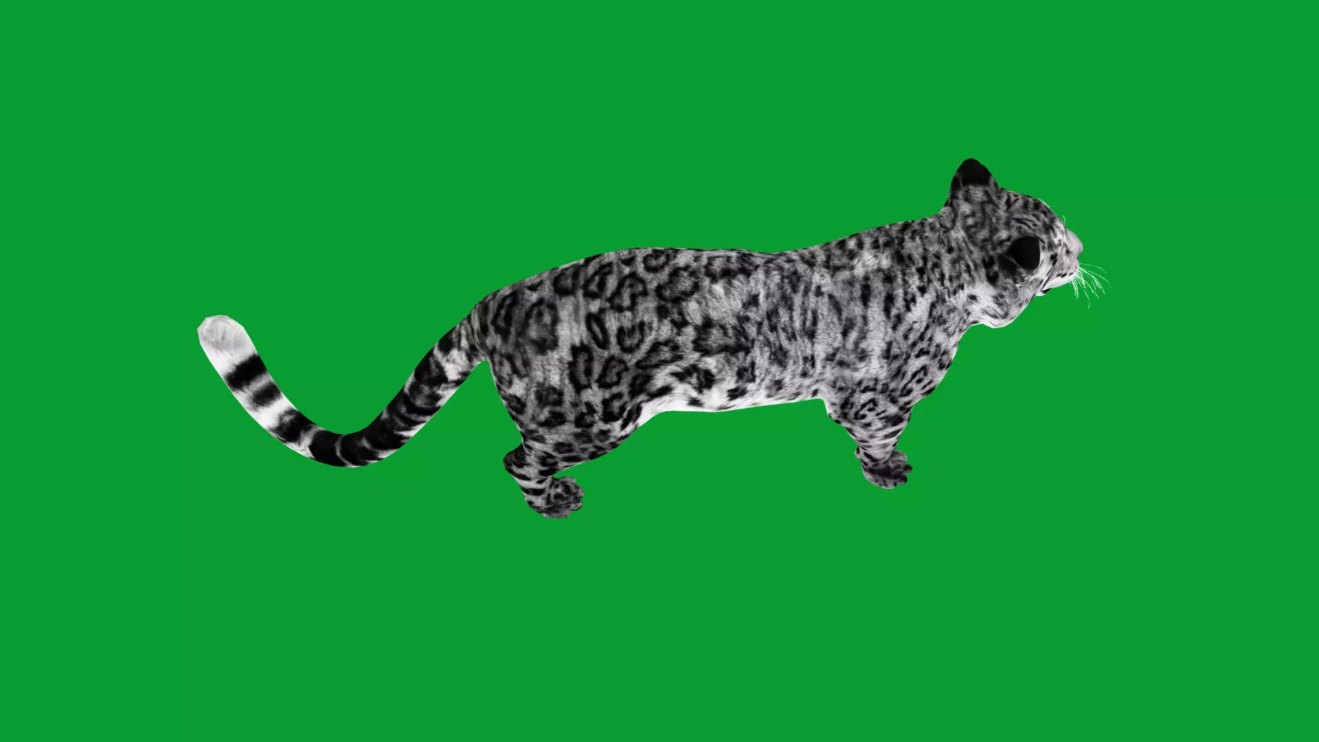 Snow Leopard Low-poly 3D model_39