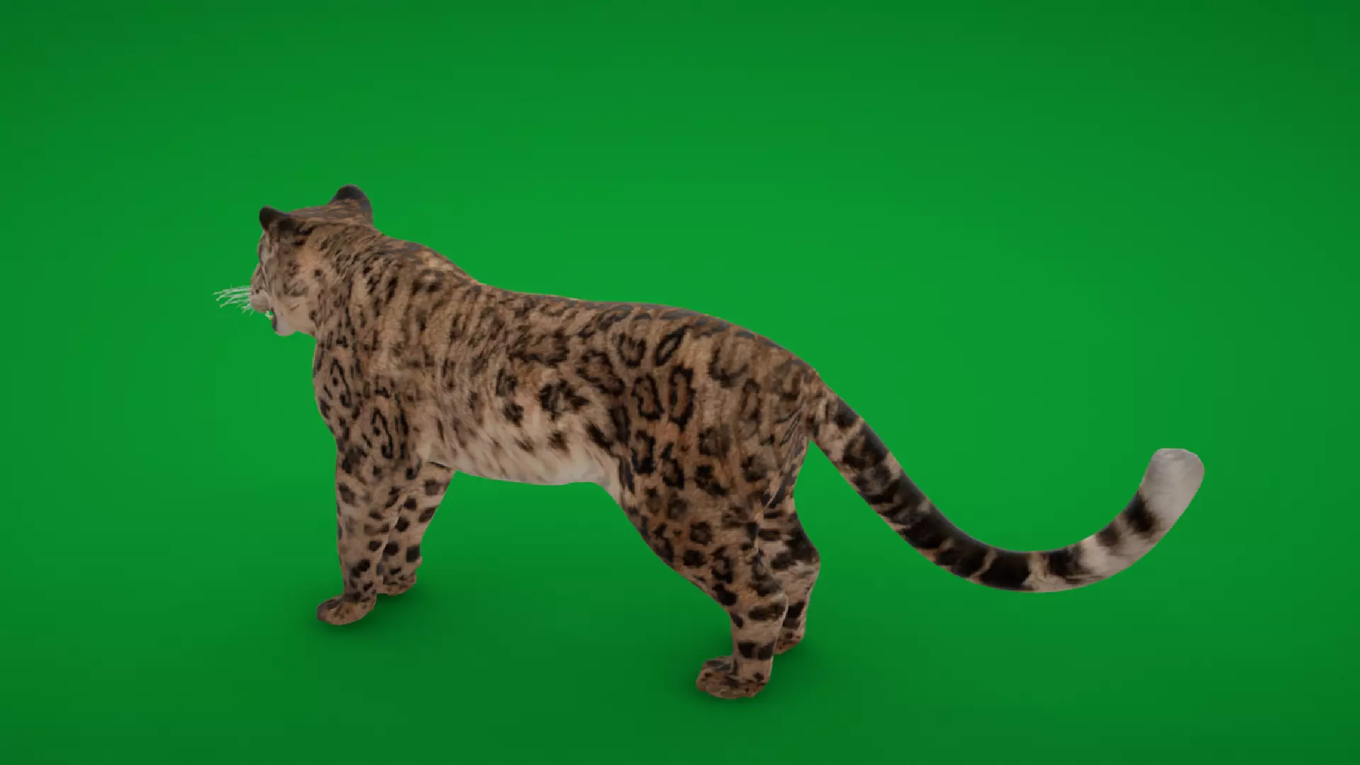 Snow Leopard Low-poly 3D model_6