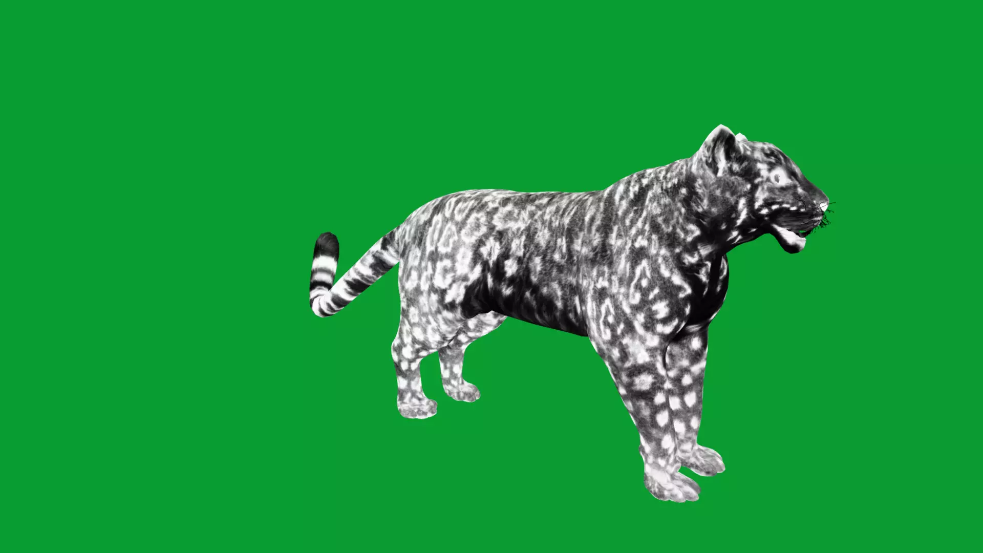 Snow Leopard Low-poly 3D model_29