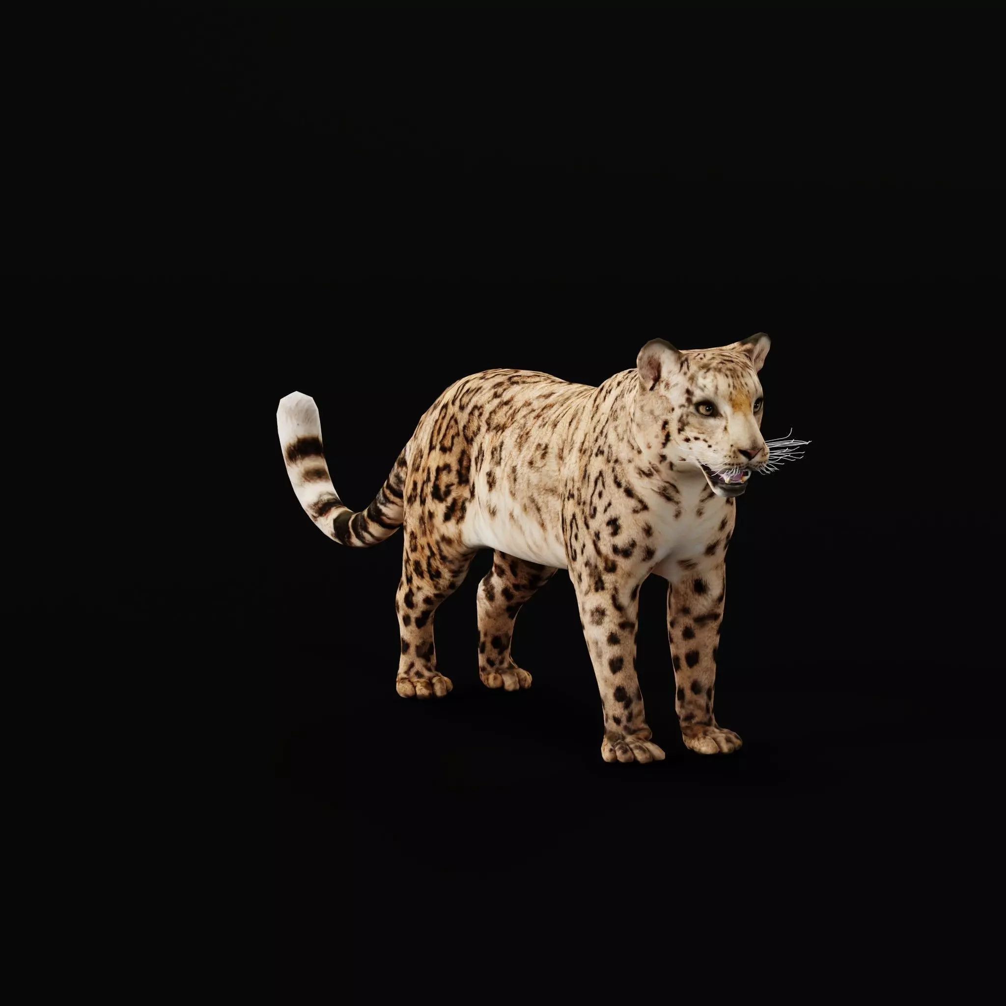 Snow Leopard Low-poly 3D model_16