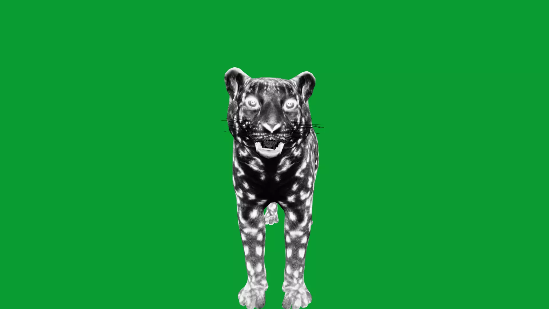 Snow Leopard Low-poly 3D model_23