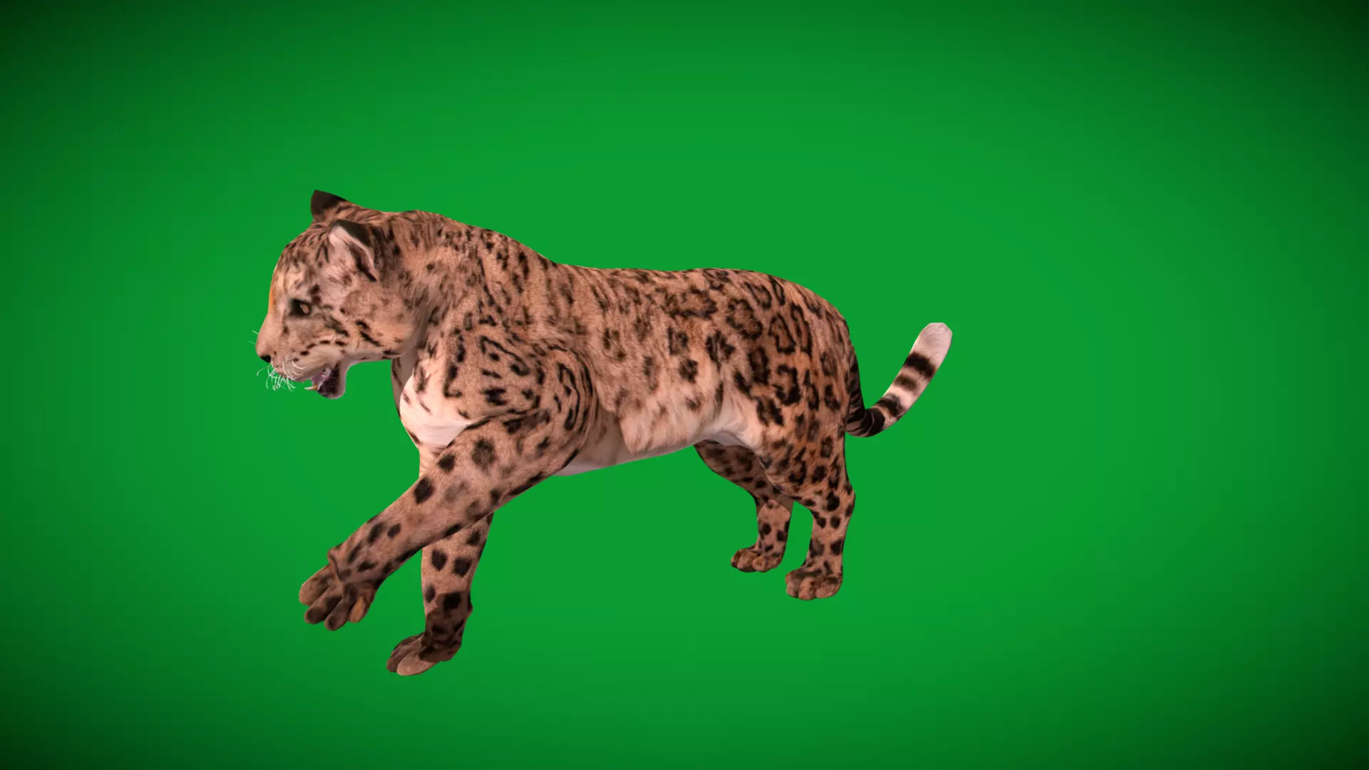 Snow Leopard Low-poly 3D model_20
