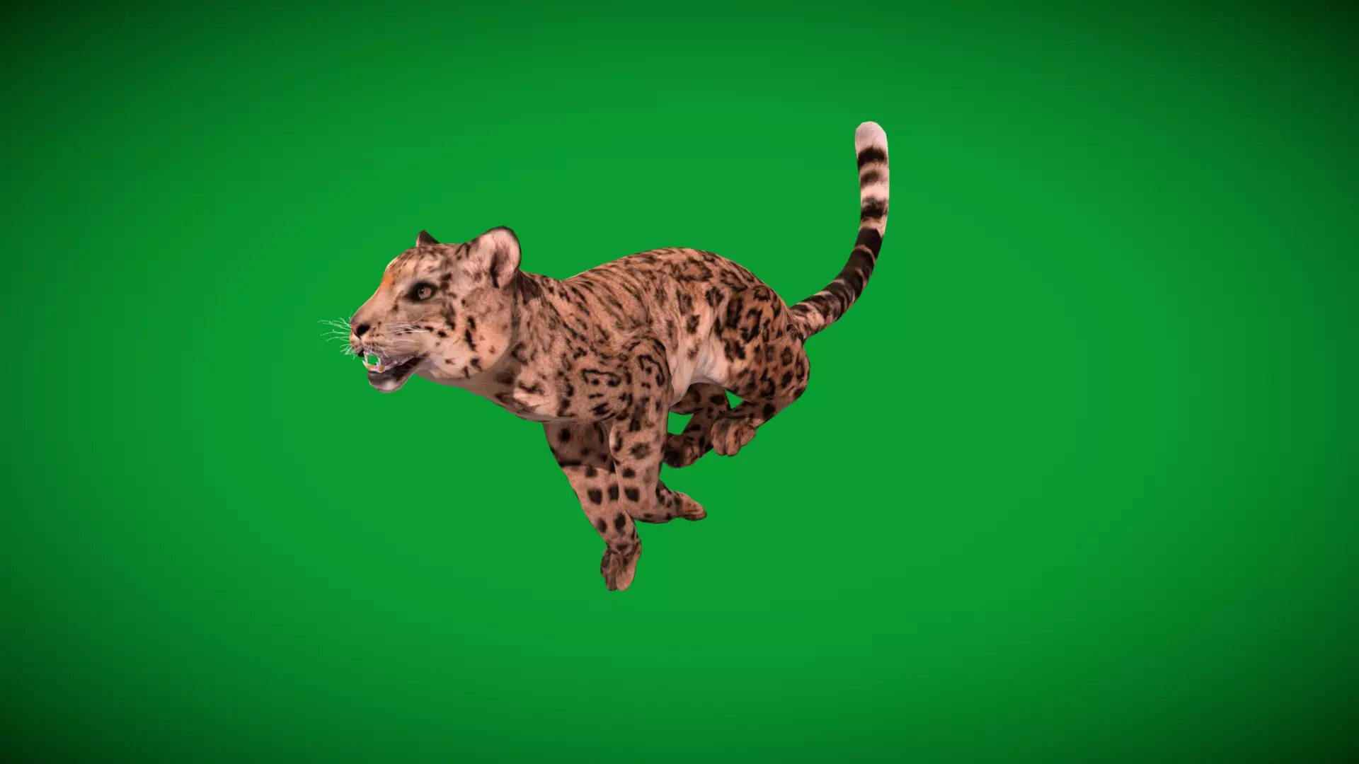 Snow Leopard Low-poly 3D model_51