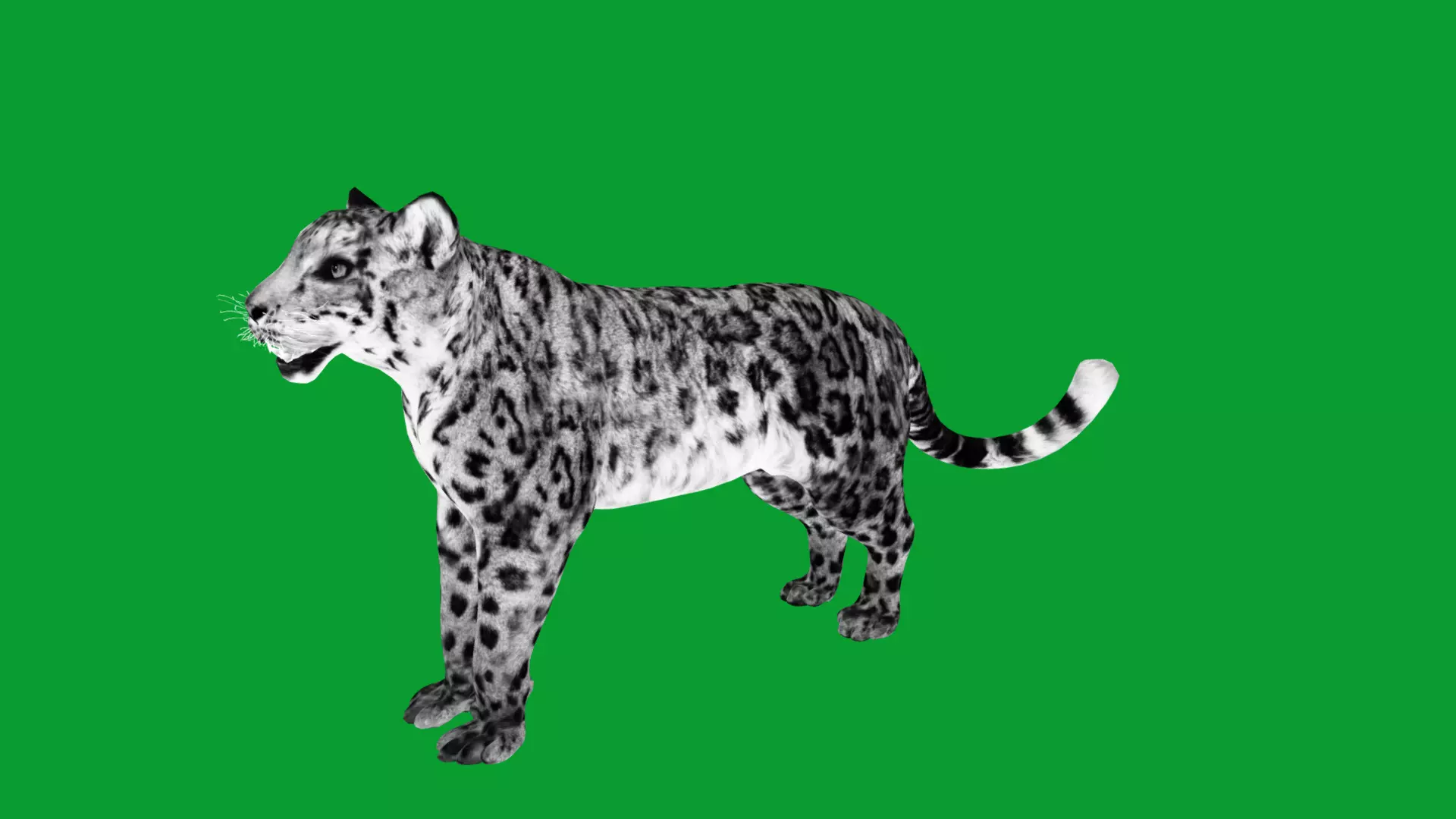 Snow Leopard Low-poly 3D model_44