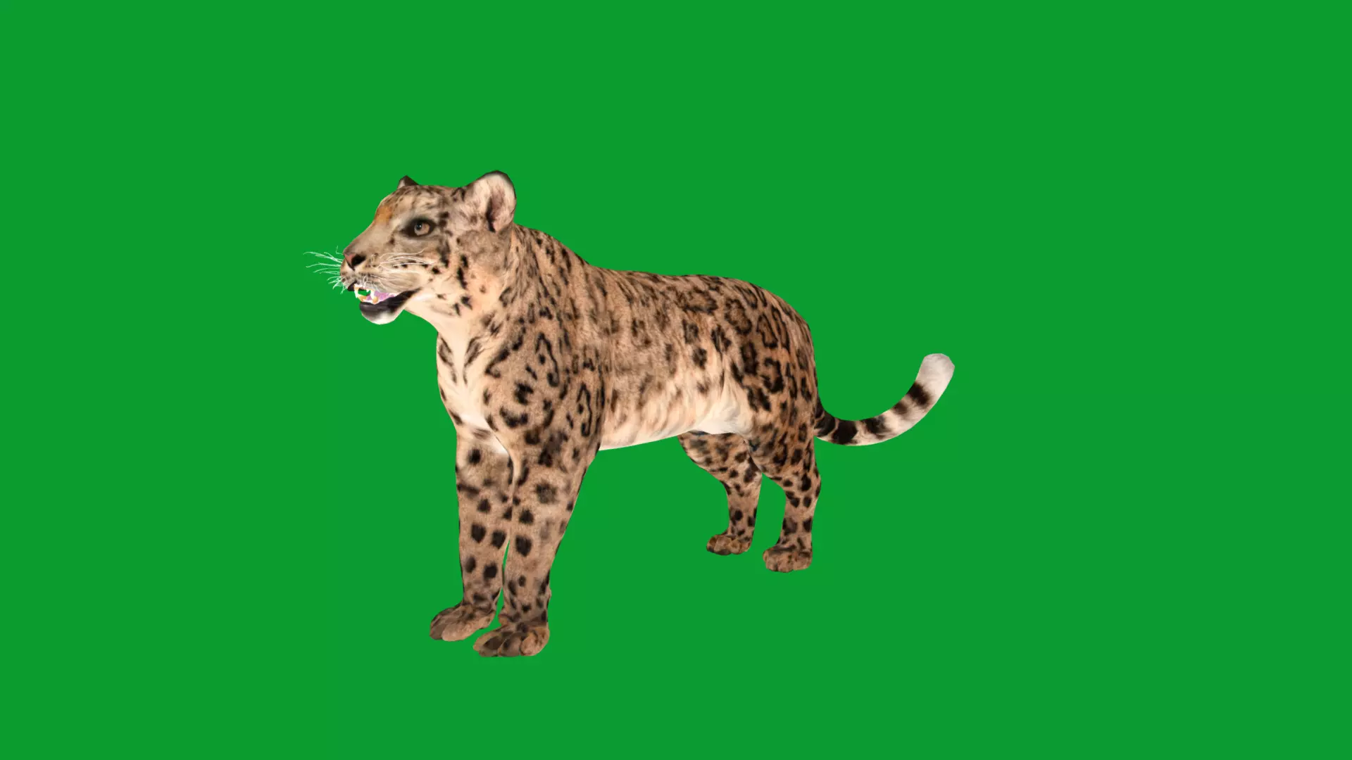 Snow Leopard Low-poly 3D model_27