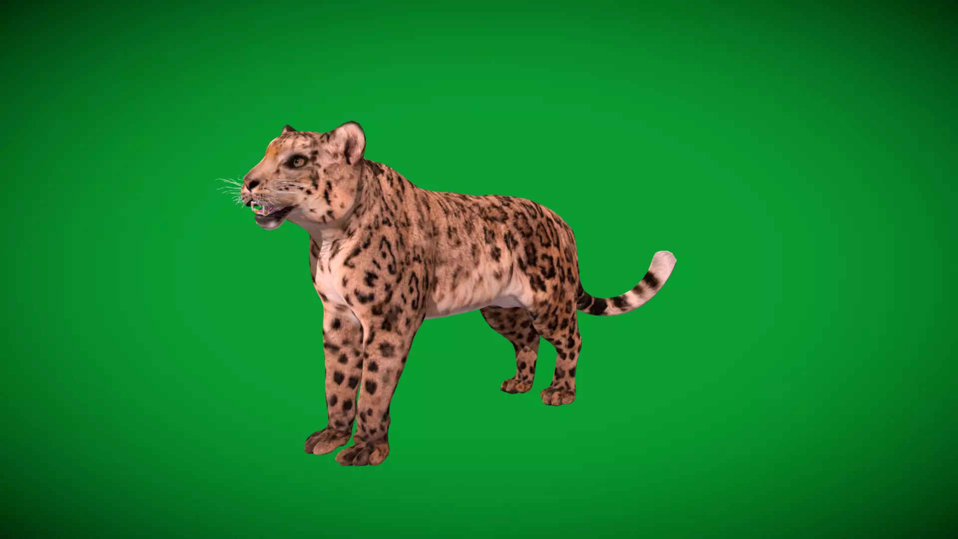 Snow Leopard Low-poly 3D model_52