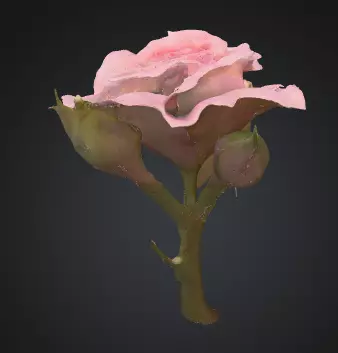 Rose flower 3D model_2