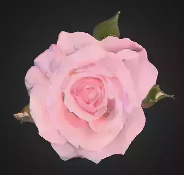 Rose flower