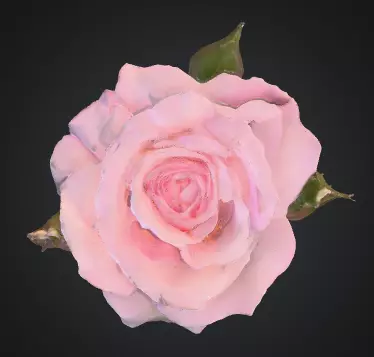 Rose flower 3D model_0