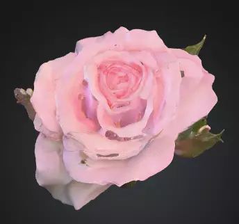 Rose flower 3D model_1