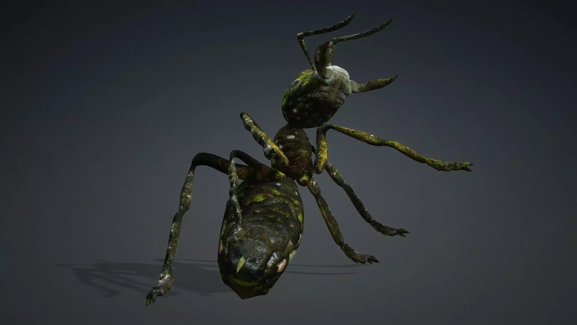 Ant-V3b 3D model_18
