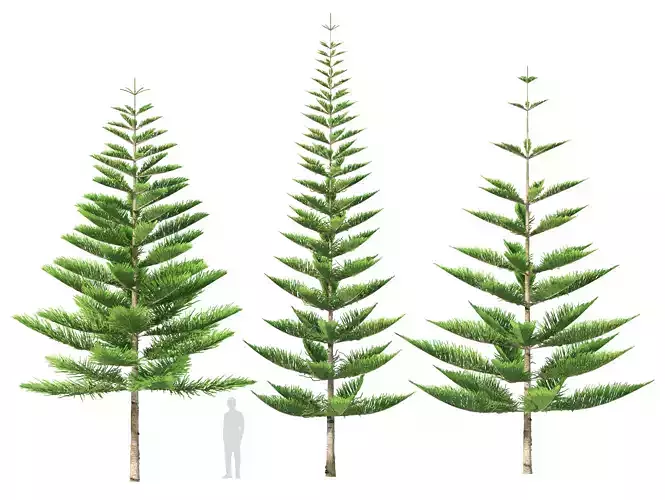 Norfolk Island pine 3D model