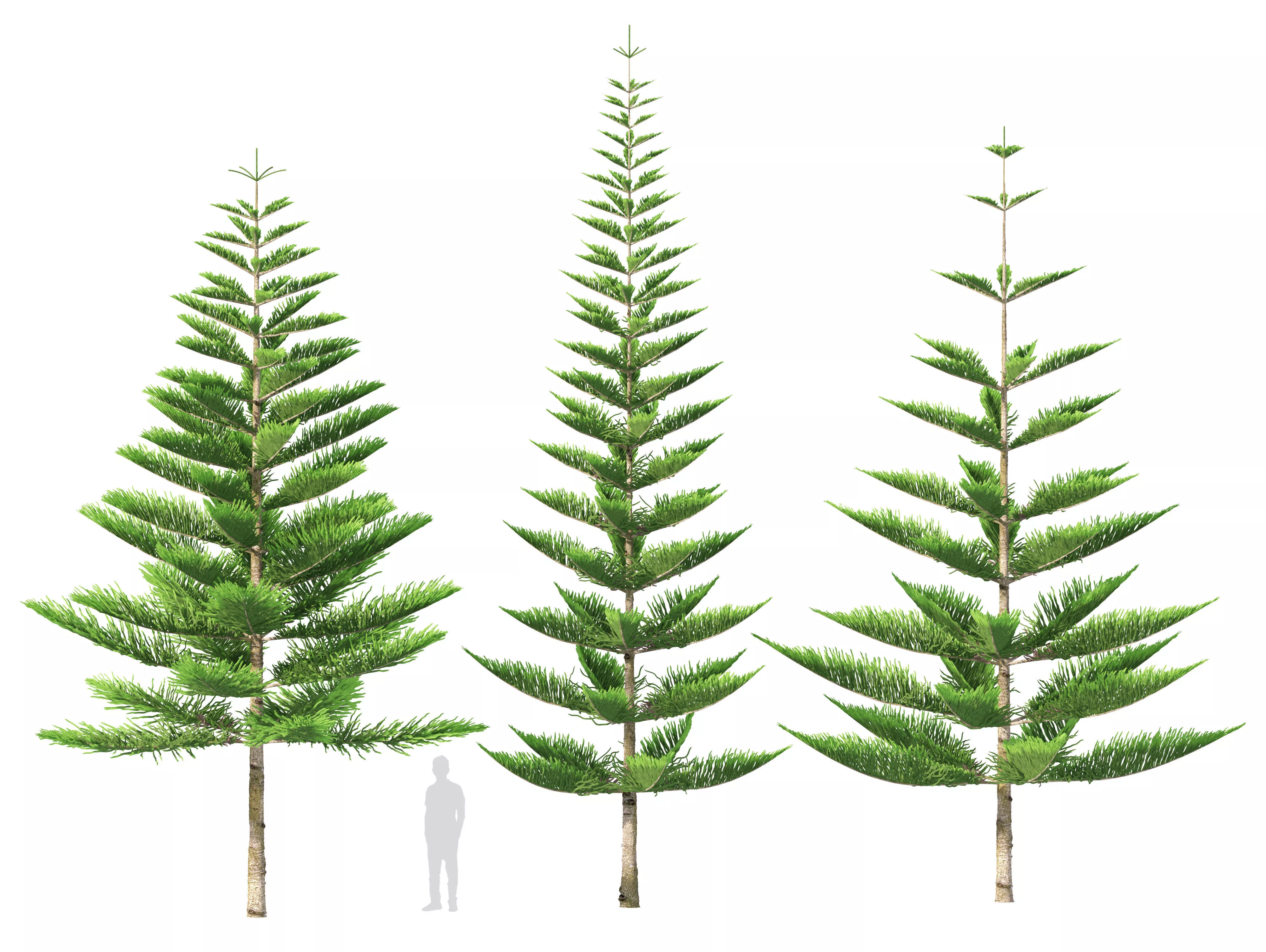 Norfolk Island pine 3D model