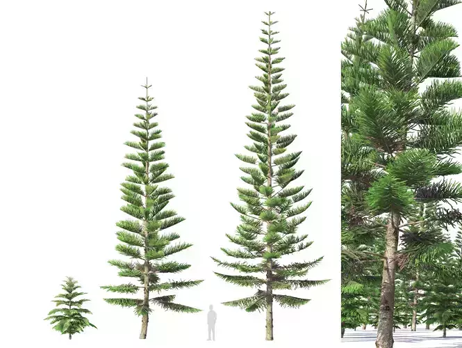 Norfolk Island pine 02