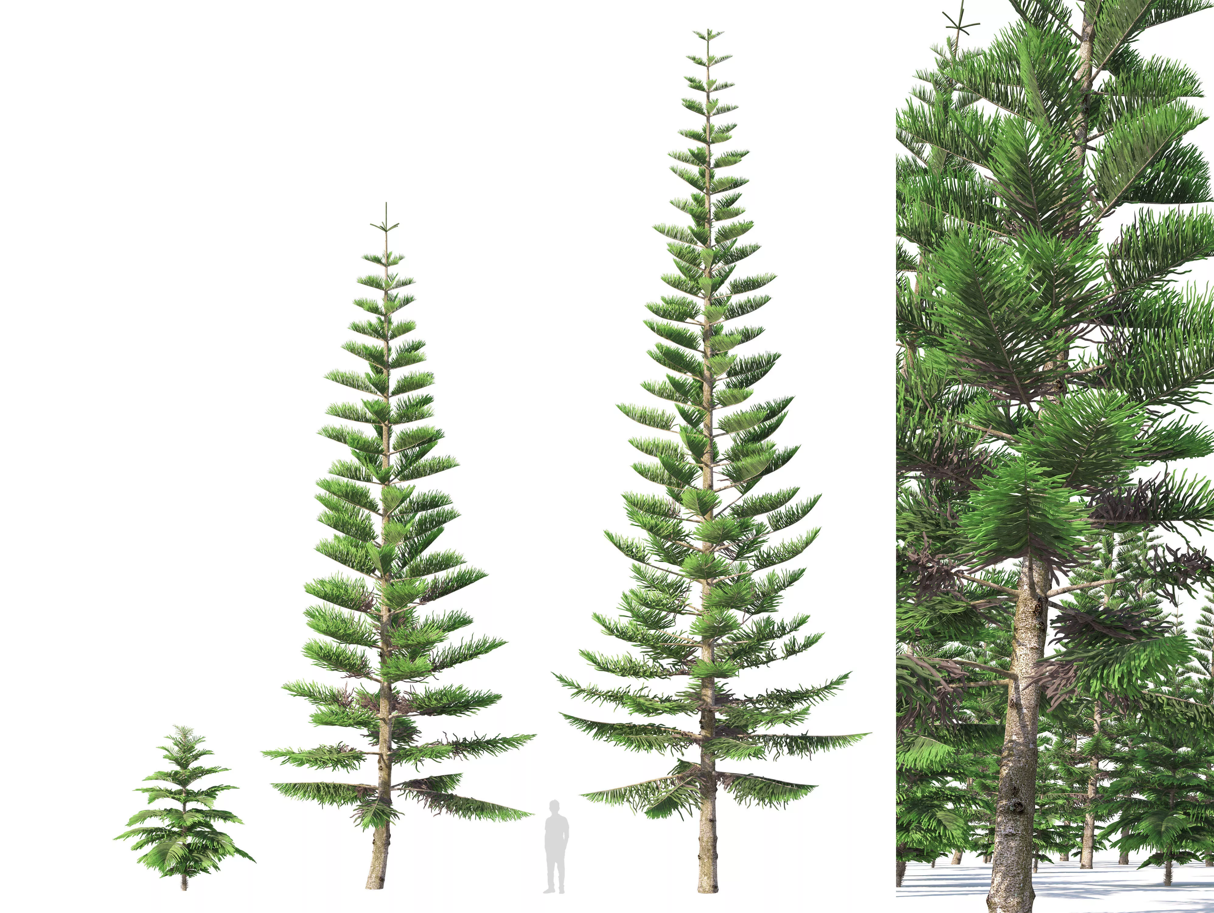 Norfolk Island pine 02 3D model