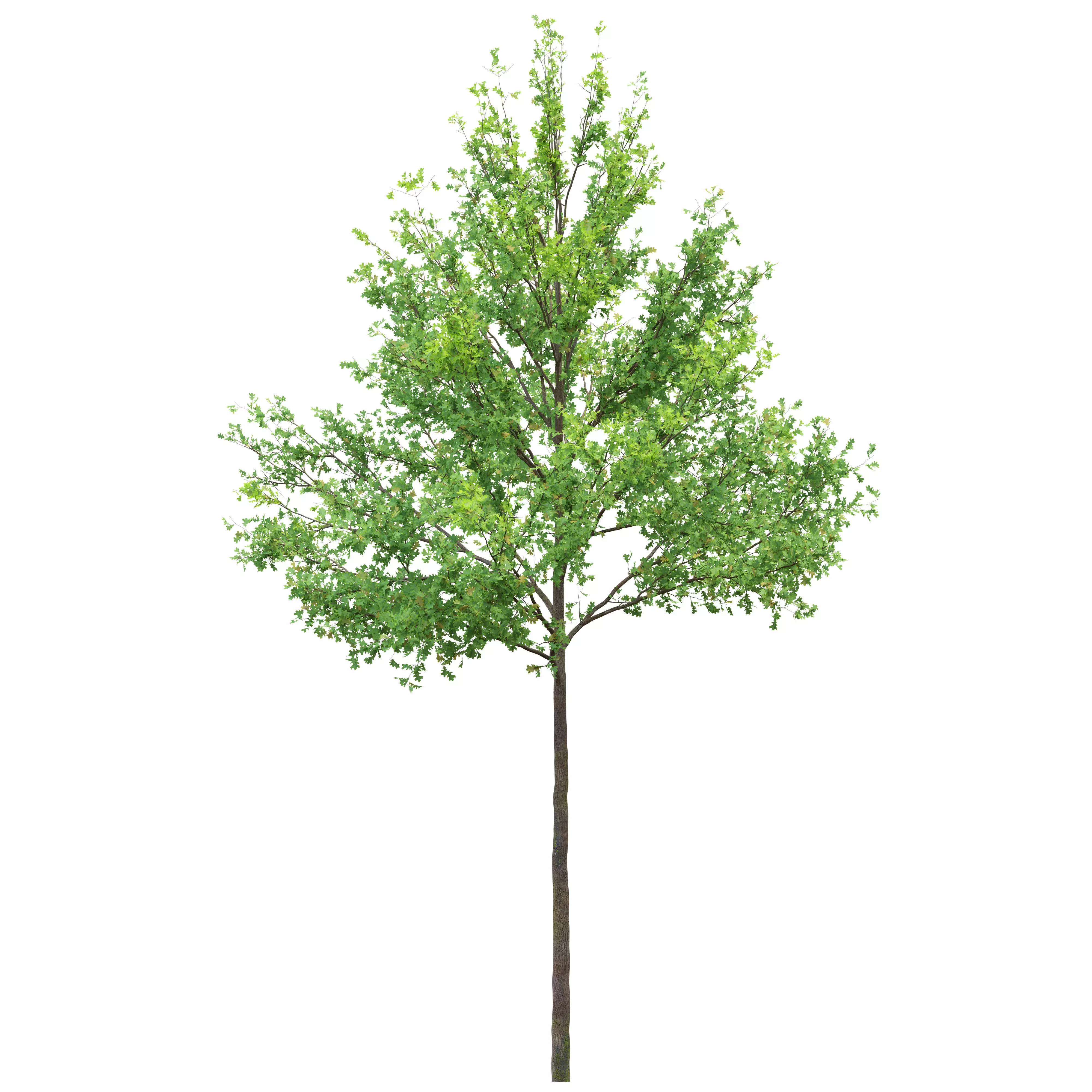 Pine oak 02 3D model_4