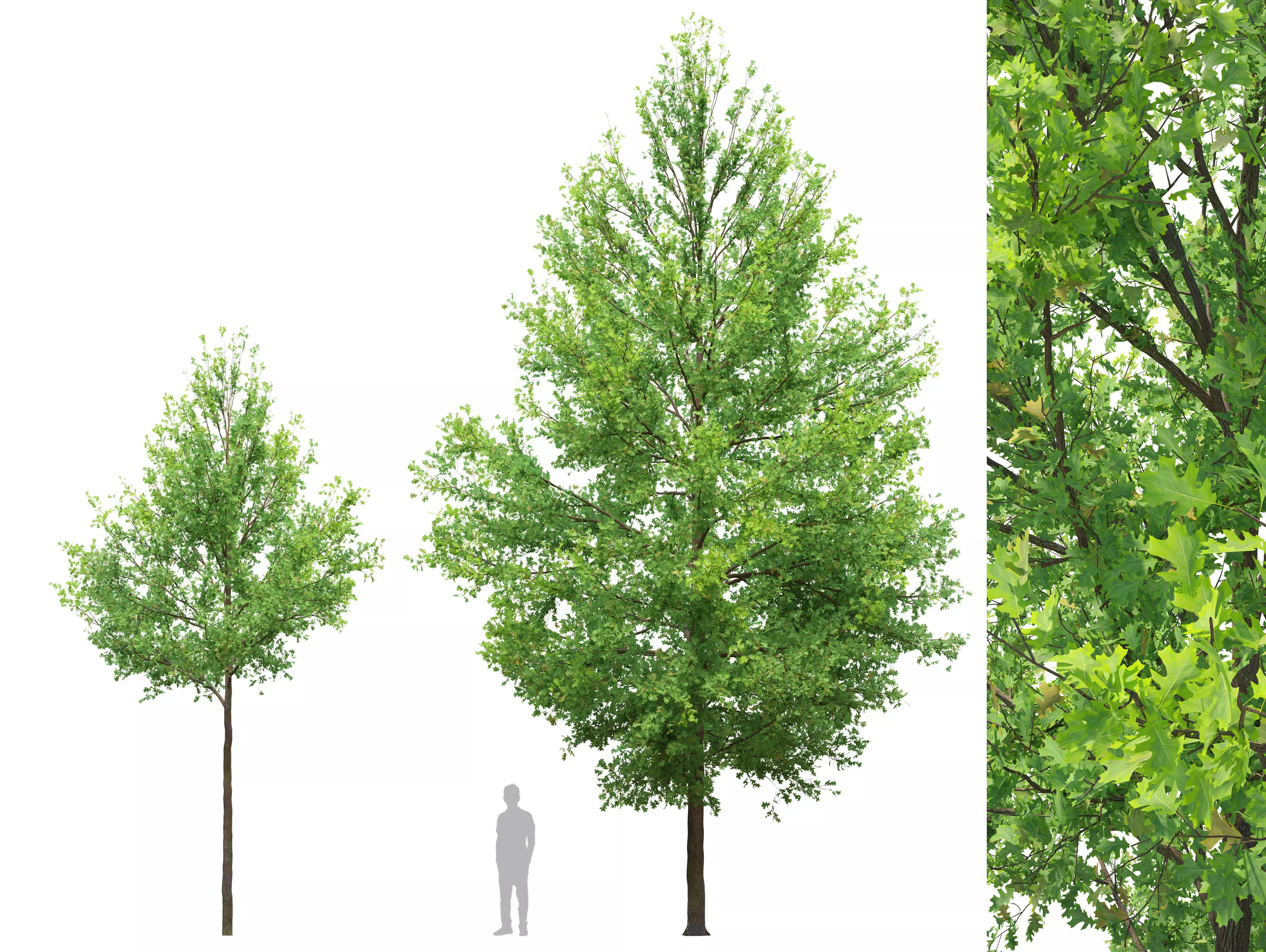 Pine oak 02 3D model_0
