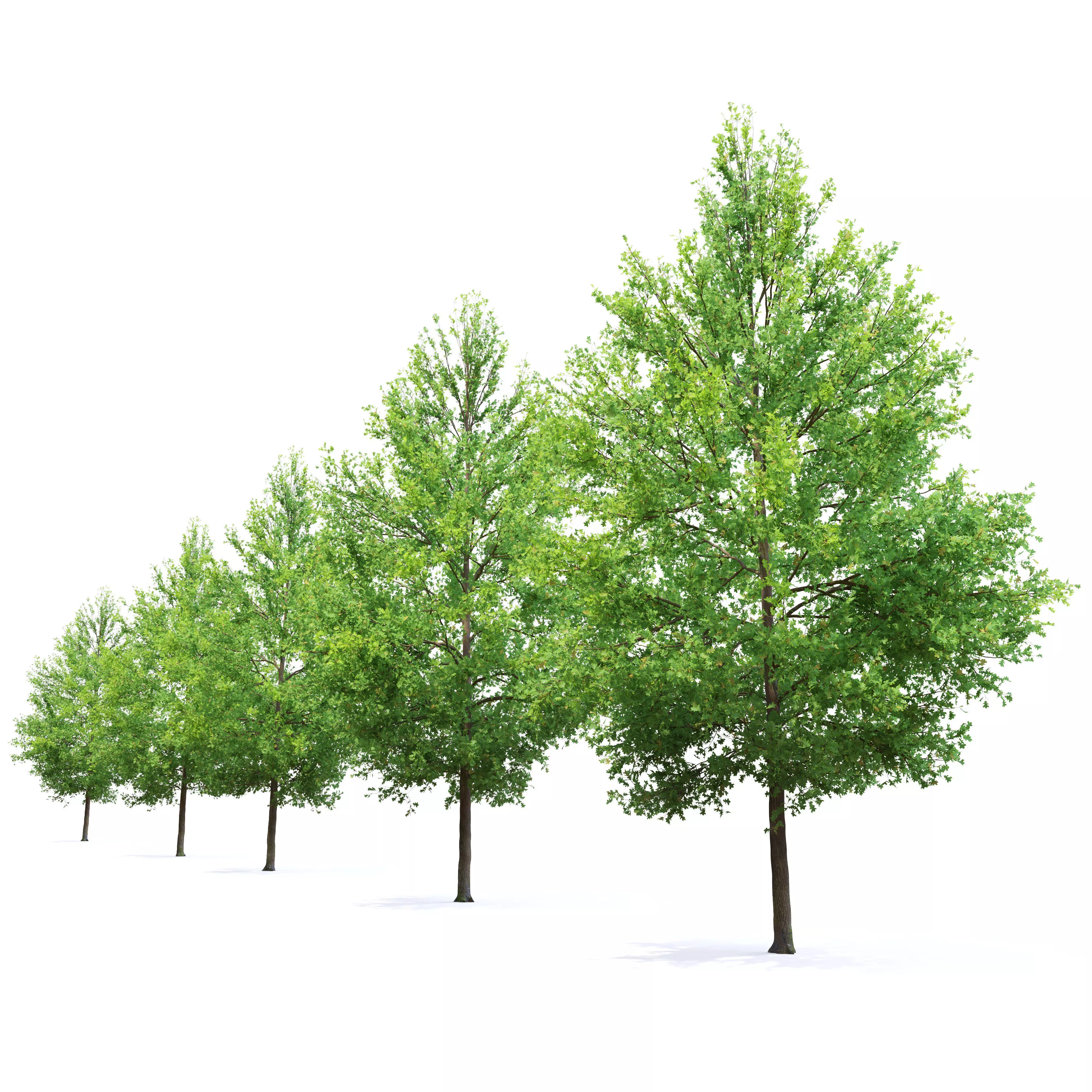 Pine oak 02 3D model_2