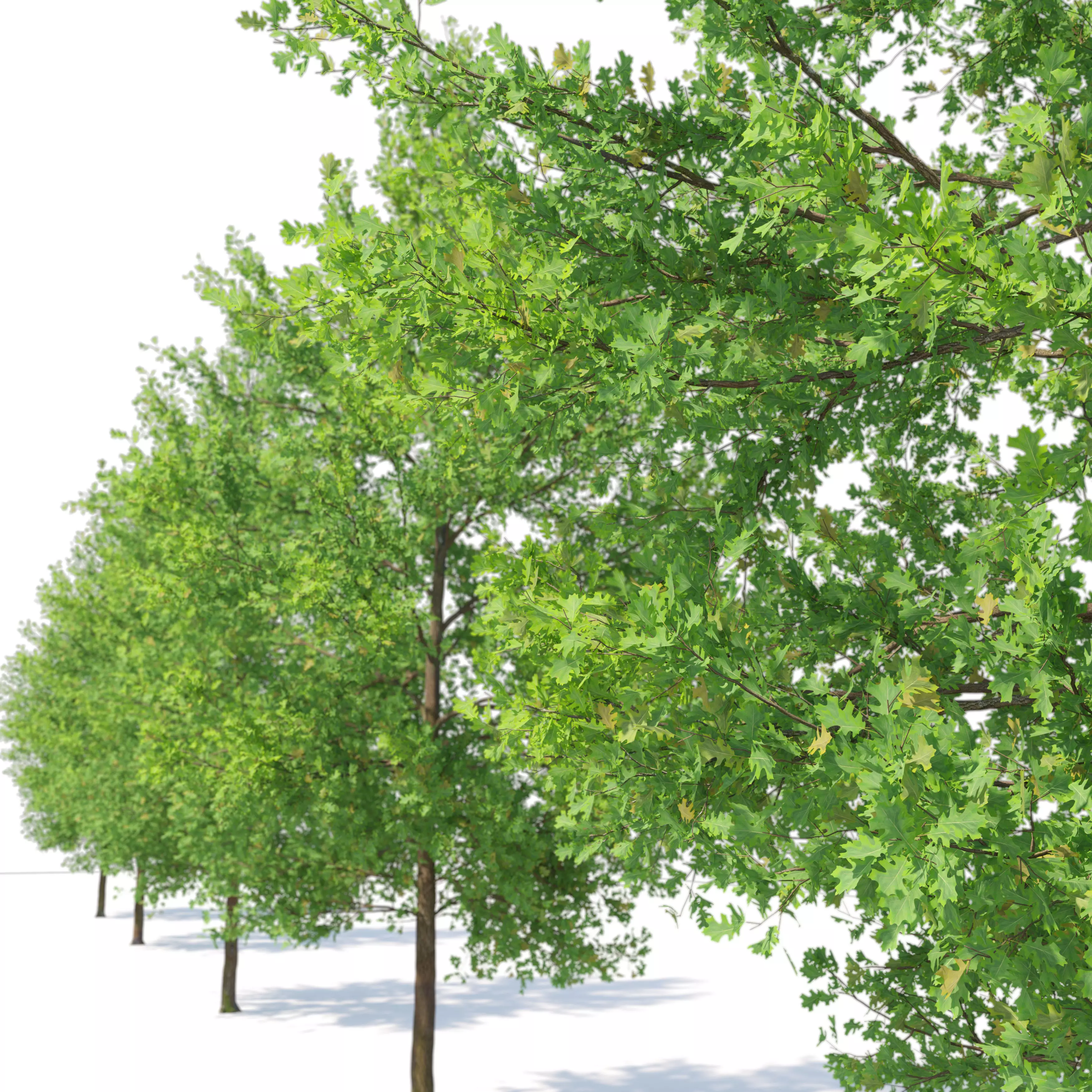 Pine oak 02 3D model_5
