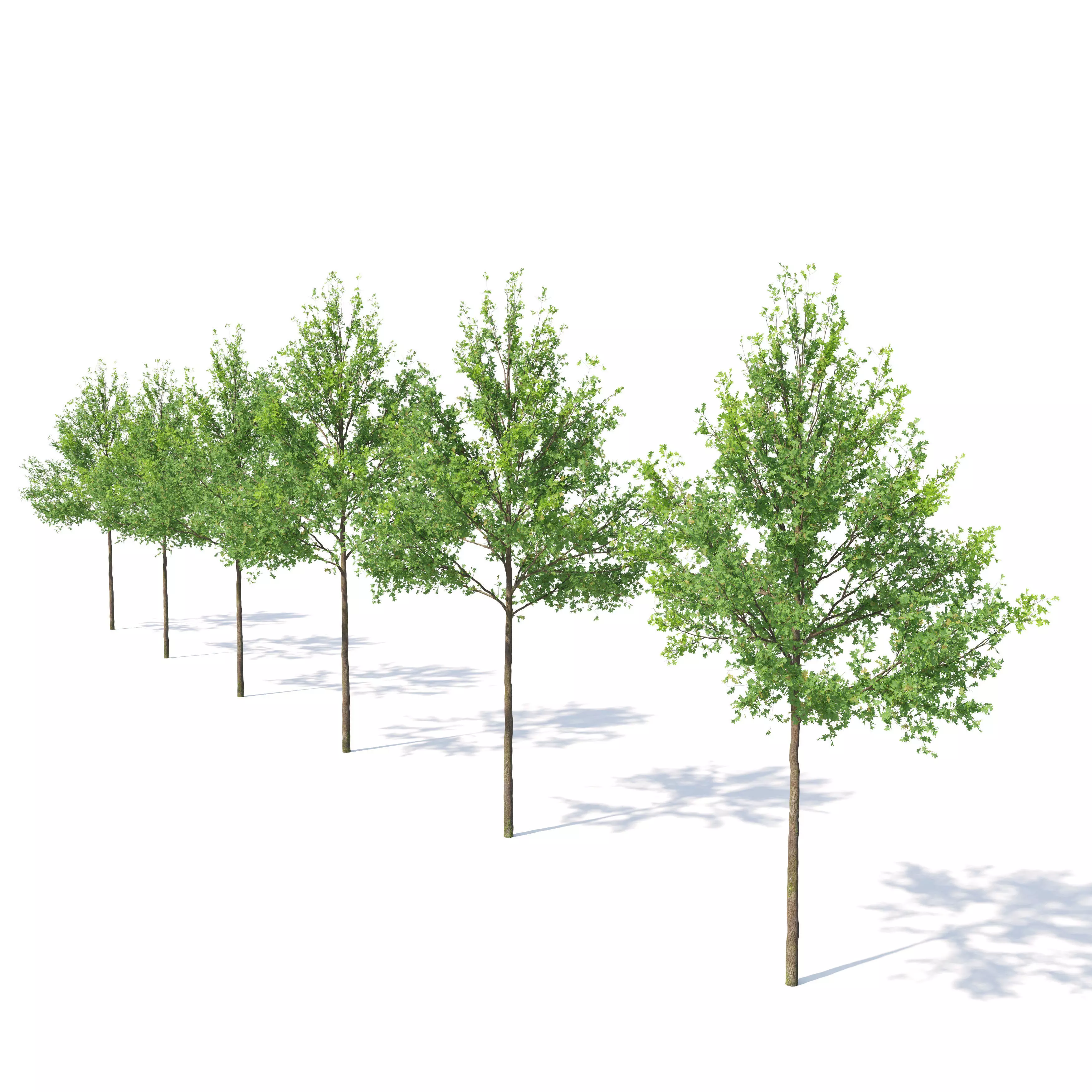Pine oak 02 3D model_6