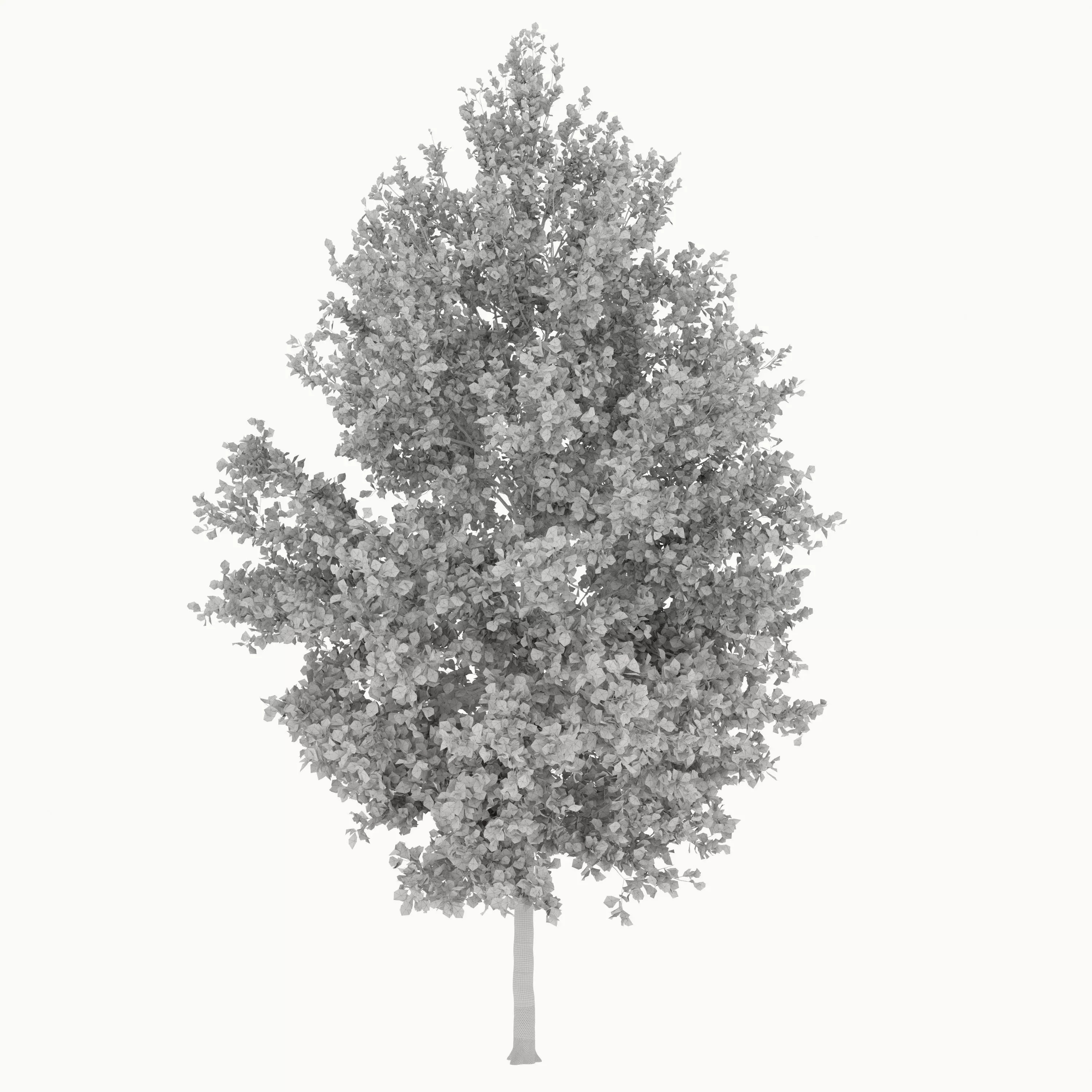 Pine oak 02 3D model_7