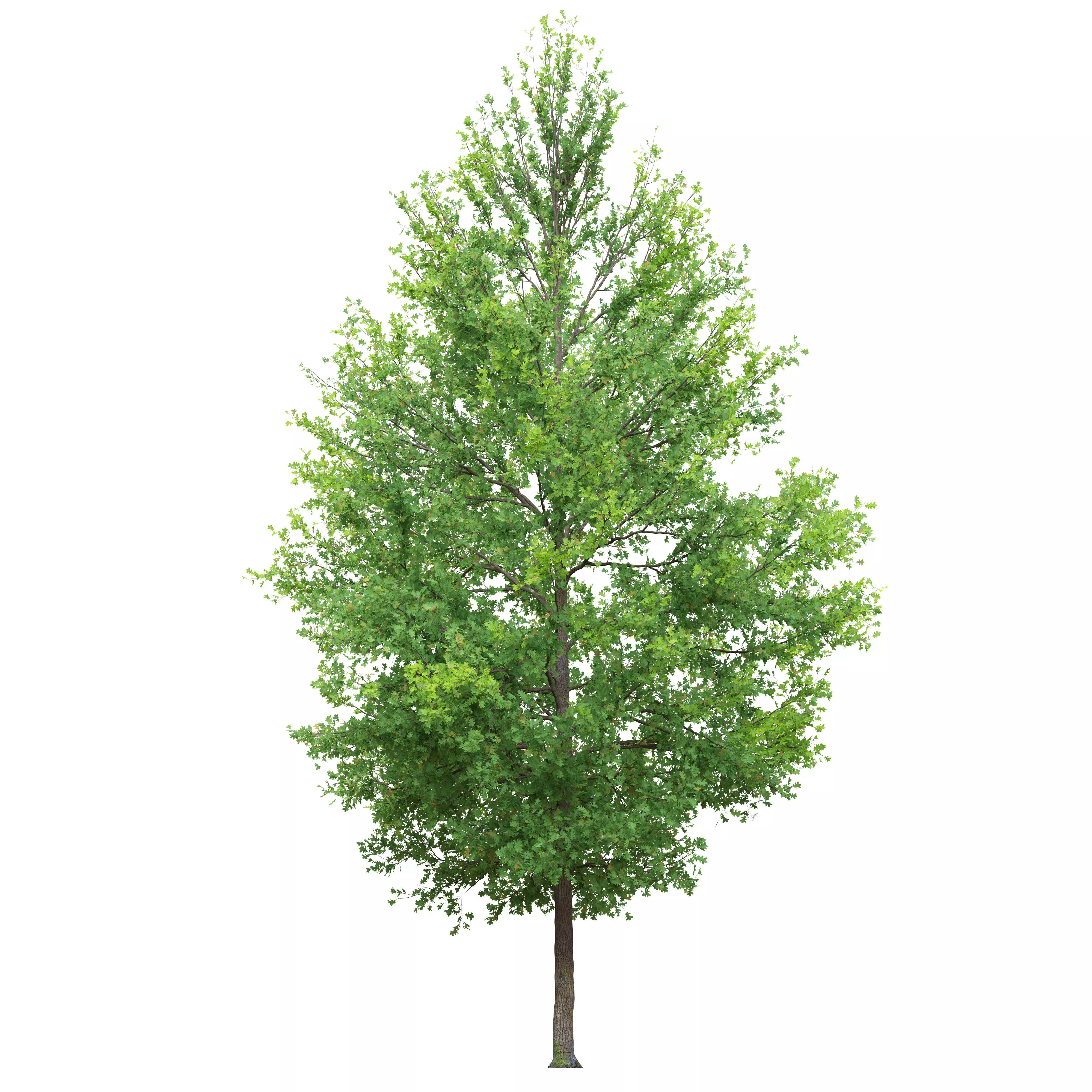 Pine oak 02 3D model_1