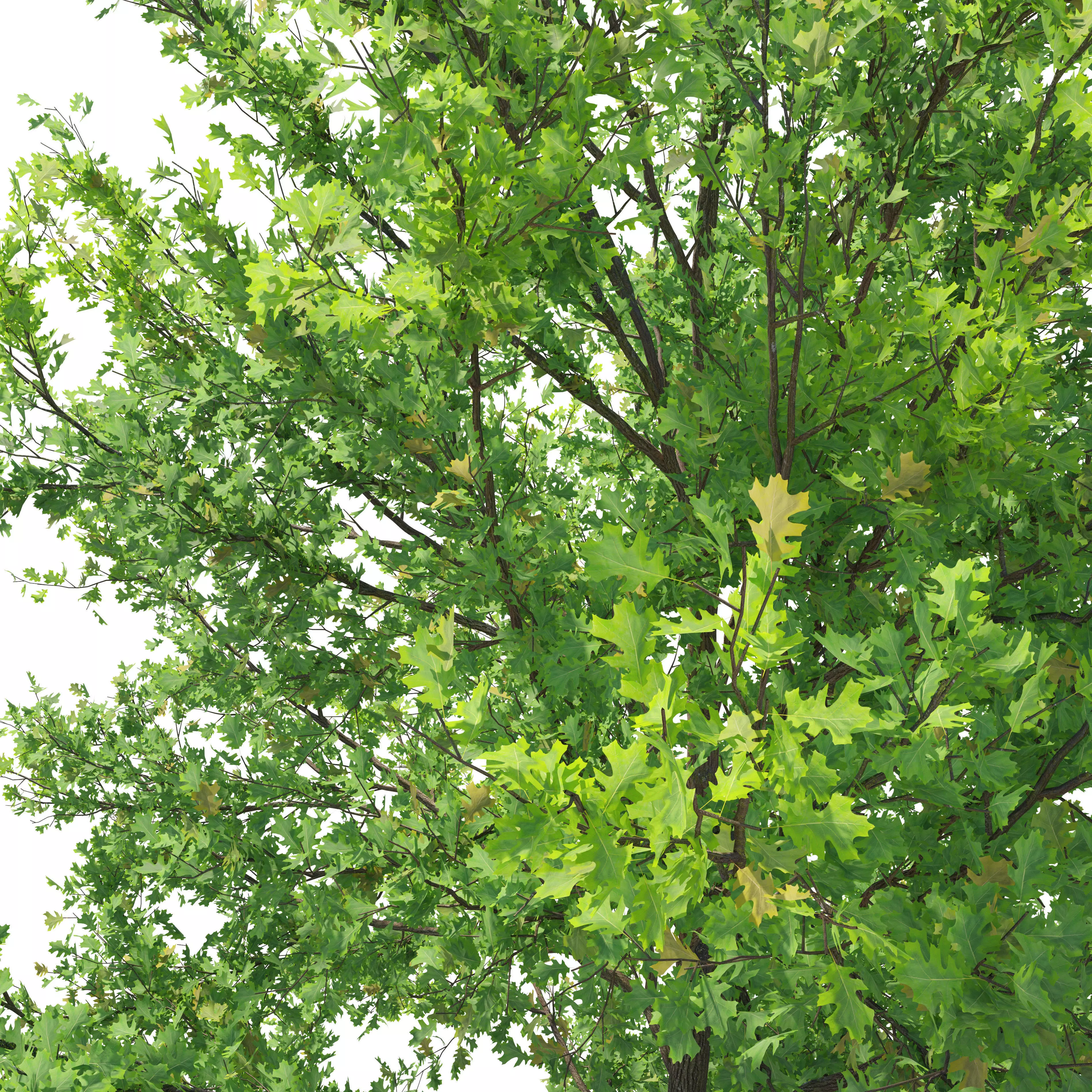 Pine oak 02 3D model_3