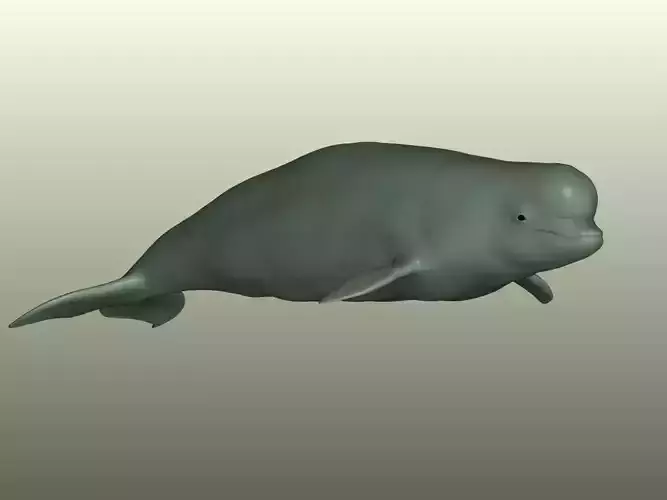 Beluga Whale 3D Model 3D print model