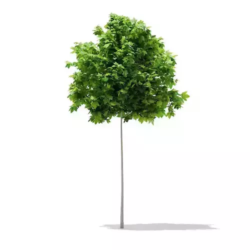 Sycamore Maple Acer pseudoplatanus 3m 3D model