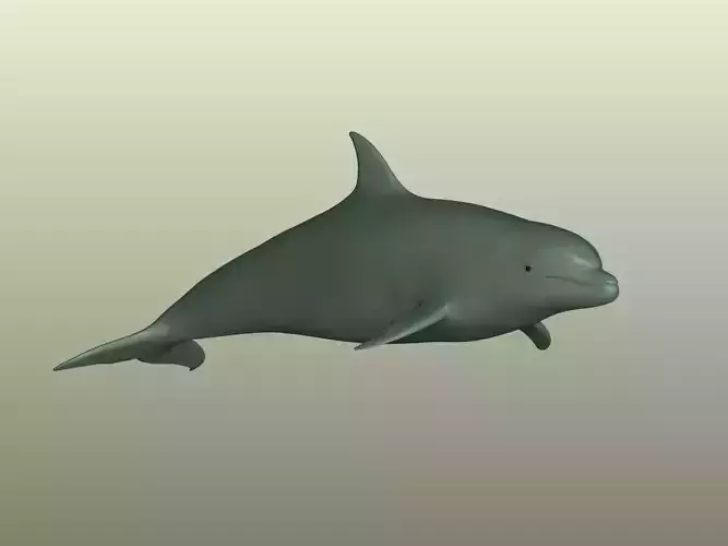 Dolphin 3D Model