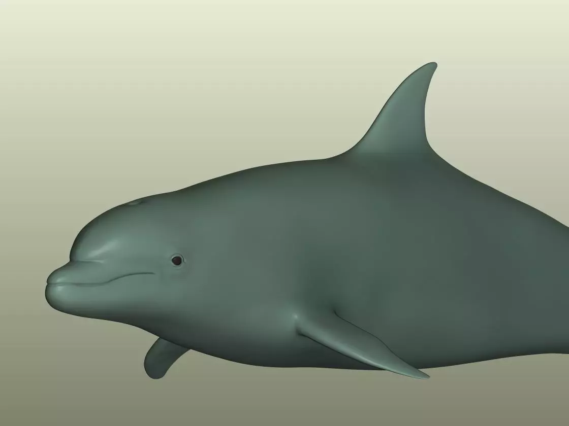 Dolphin 3D Model 3D print model_3