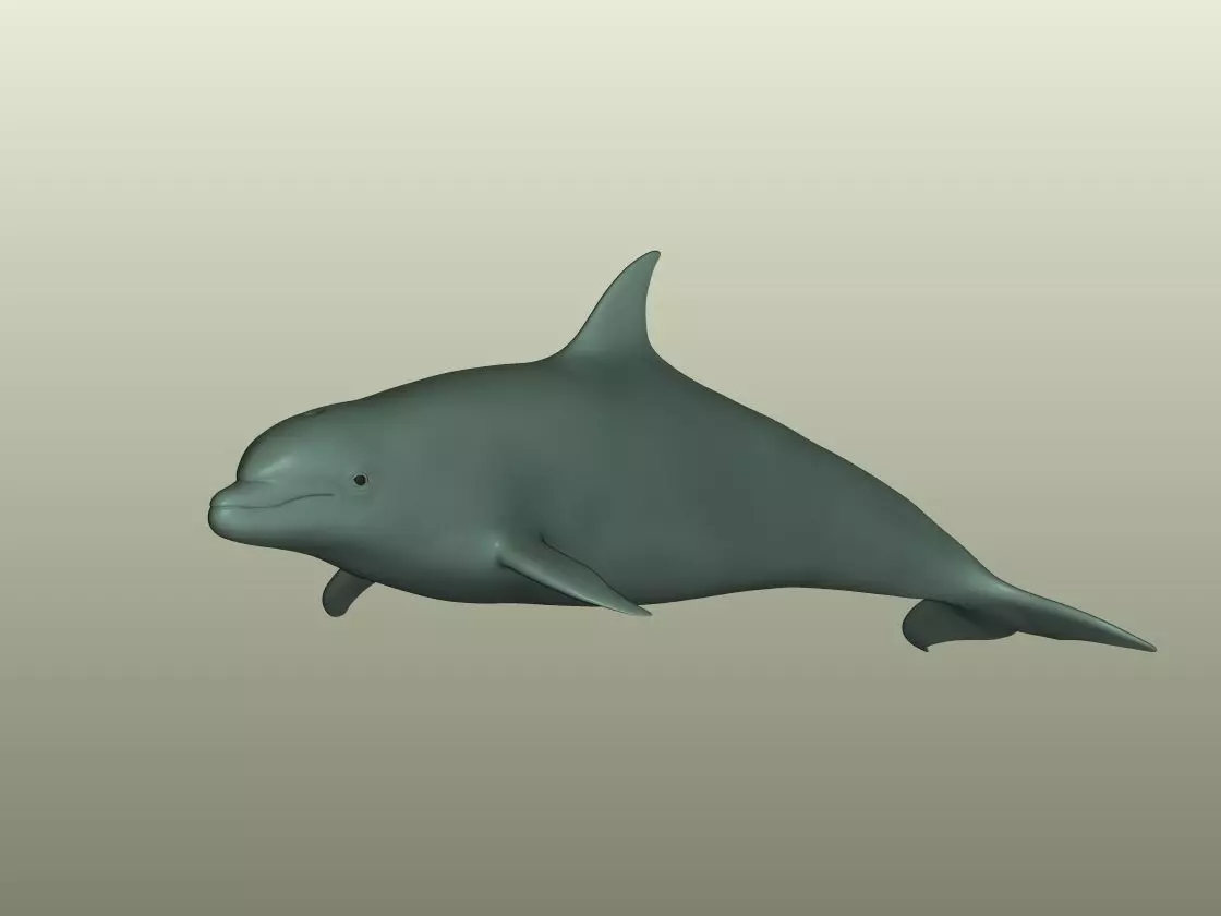 Dolphin 3D Model 3D print model_1