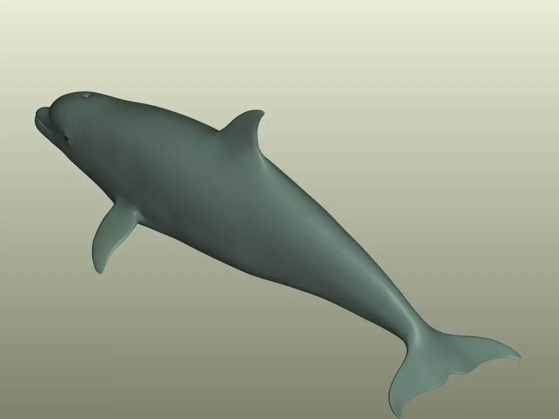 Dolphin 3D Model 3D print model_2