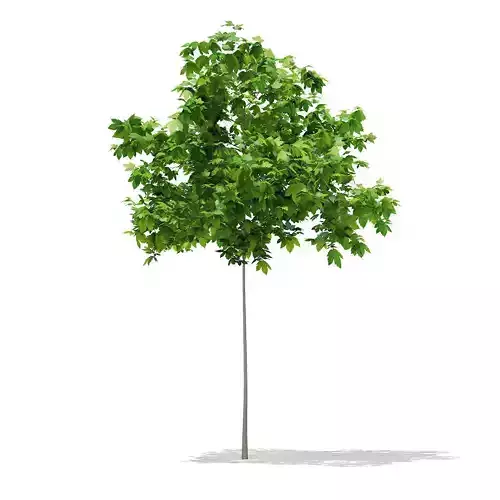 Sycamore Maple Acer pseudoplatanus 2m