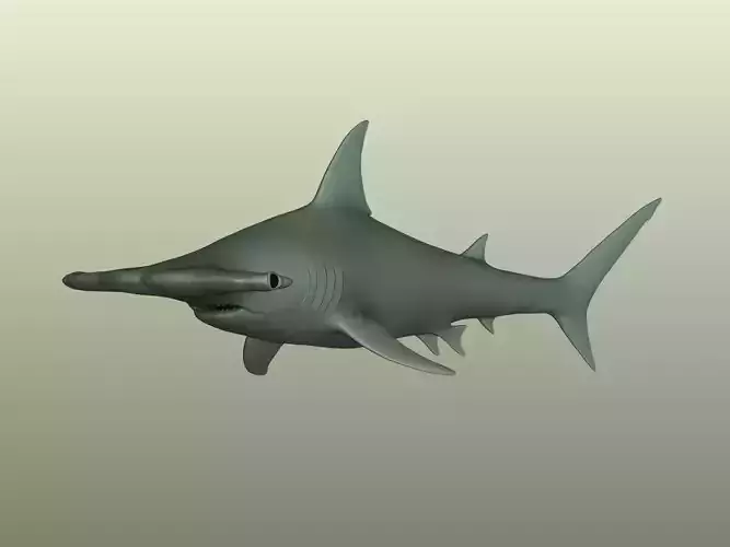 Hammerhead Shark 3D Model