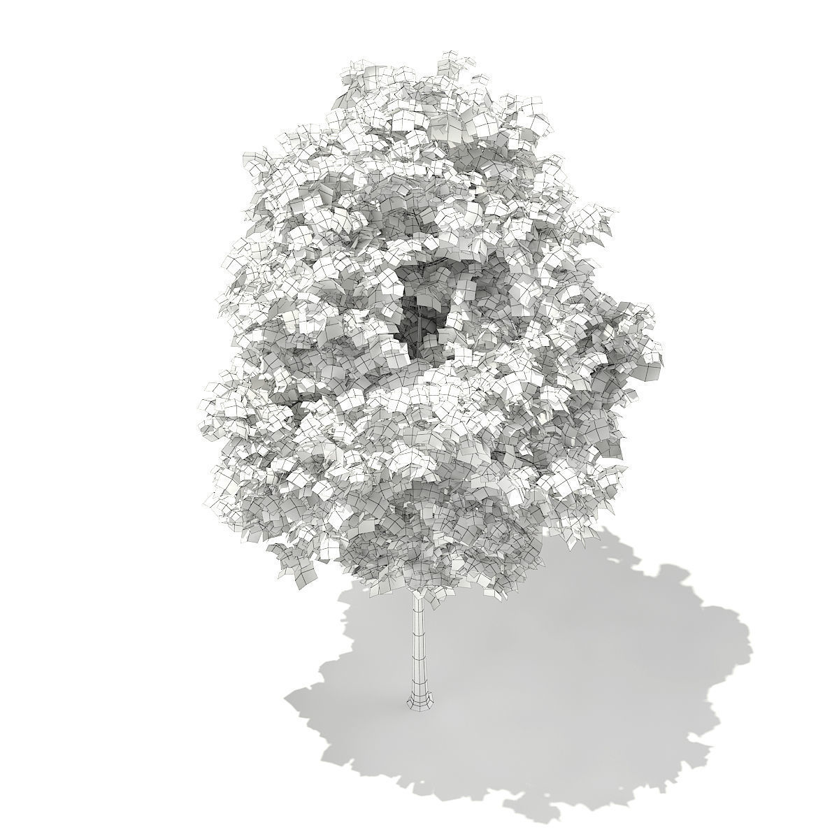 Sycamore Maple Acer pseudoplatanus 4m 3D model_5