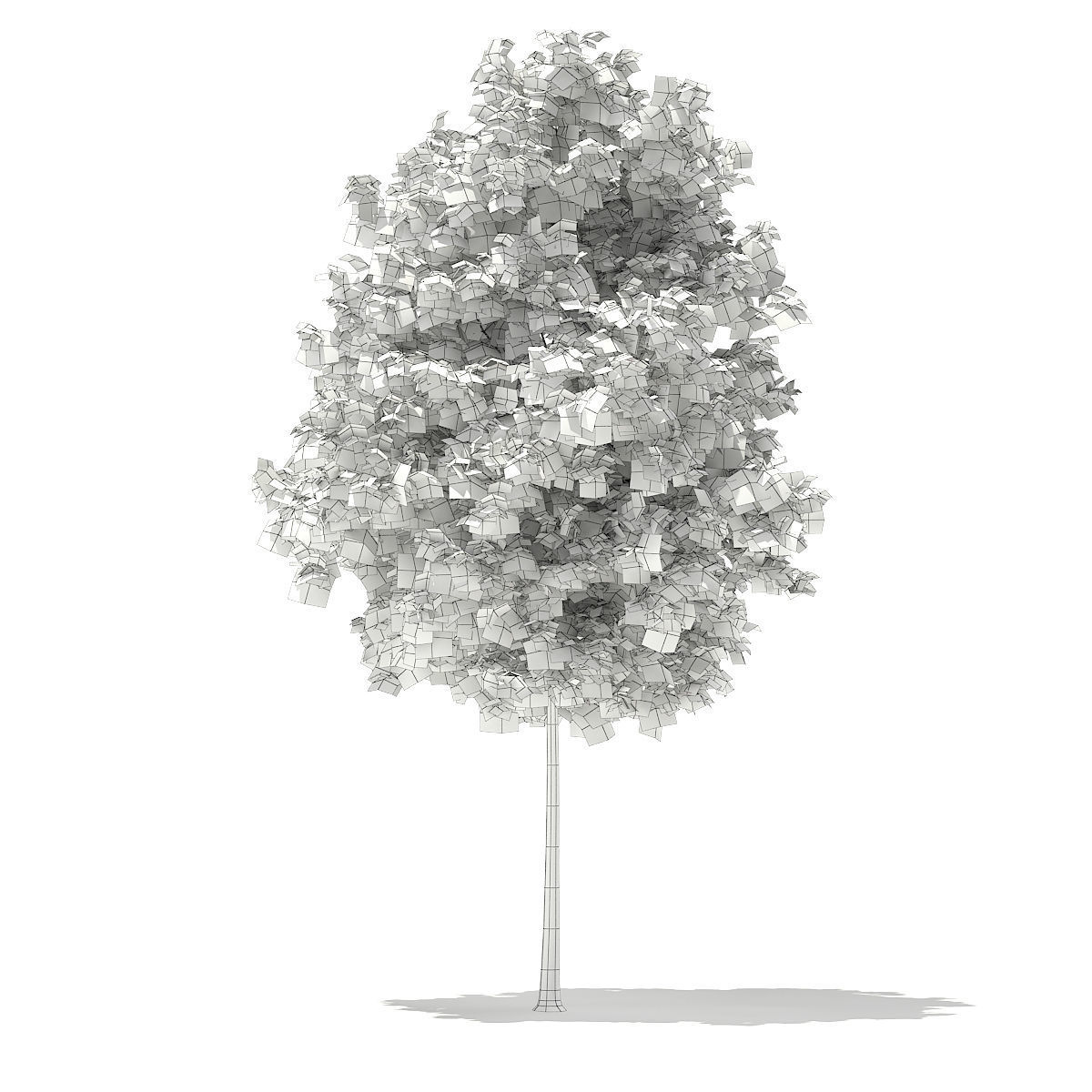 Sycamore Maple Acer pseudoplatanus 4m 3D model_3
