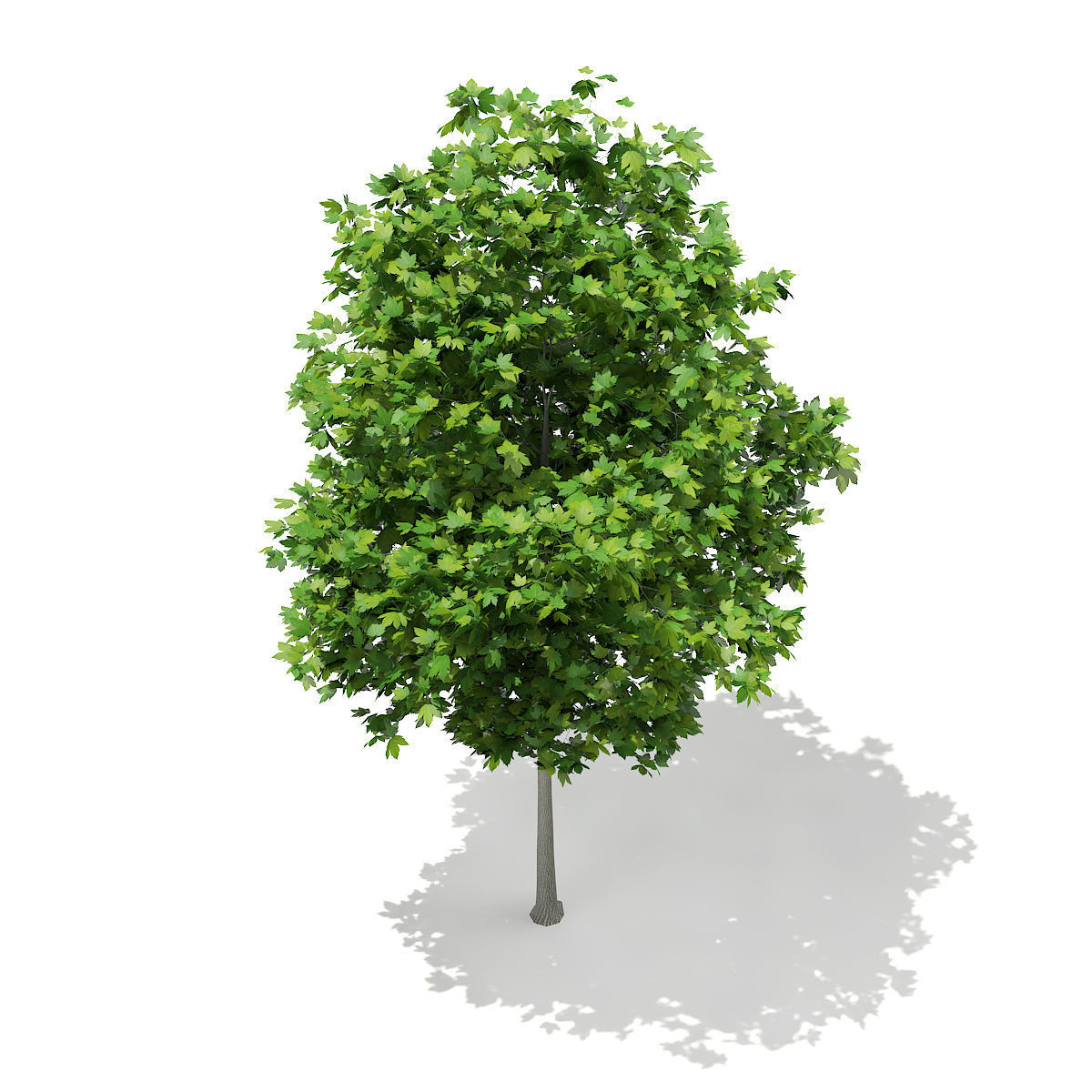 Sycamore Maple Acer pseudoplatanus 4m 3D model_2