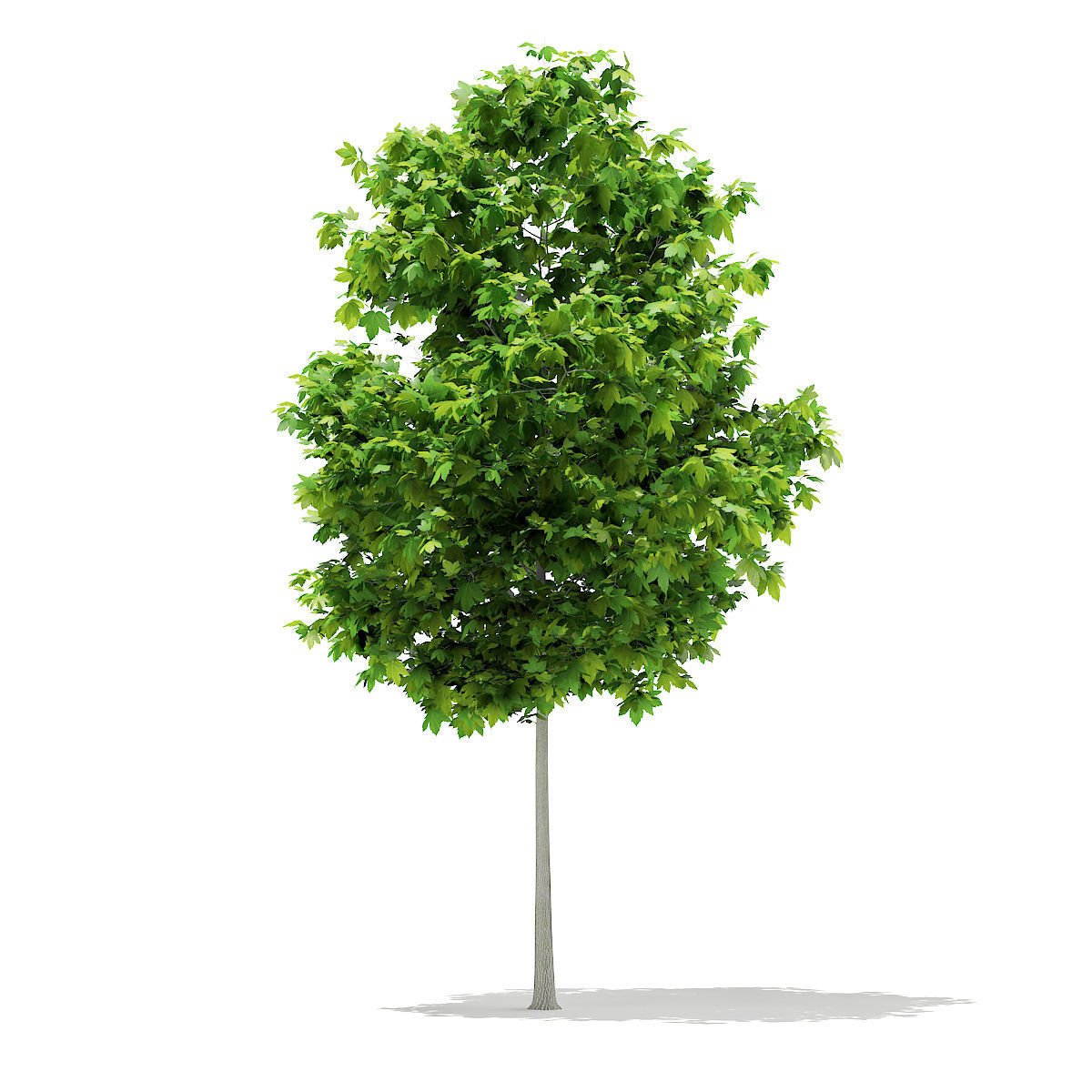 Sycamore Maple Acer pseudoplatanus 4m 3D model_4