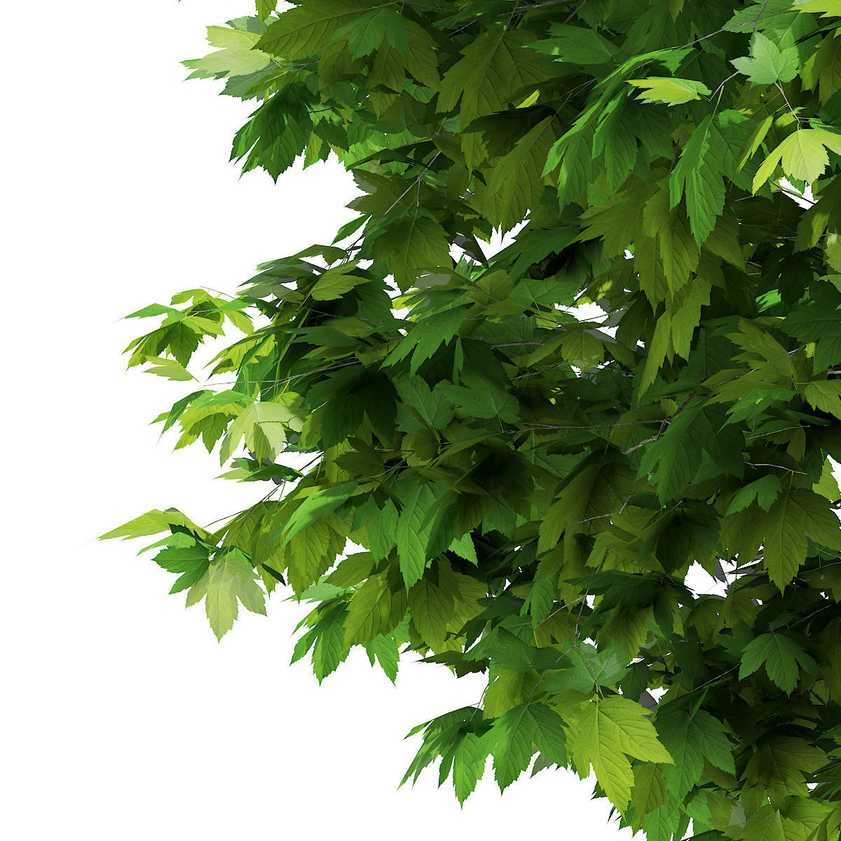 Sycamore Maple Acer pseudoplatanus 4m 3D model_6