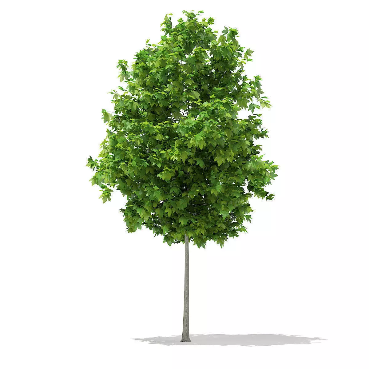Sycamore Maple Acer pseudoplatanus 4m 3D model_0
