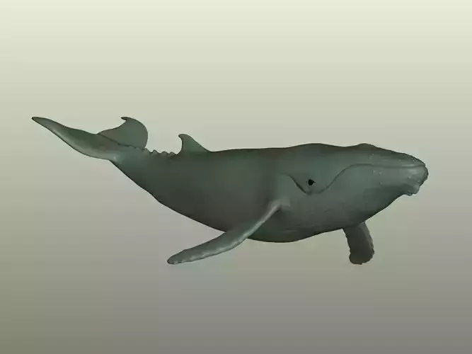 Humpback Whale 3D Model 3D print model