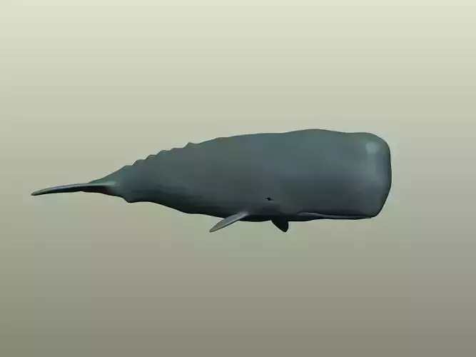 Sperm Whale 3D Model