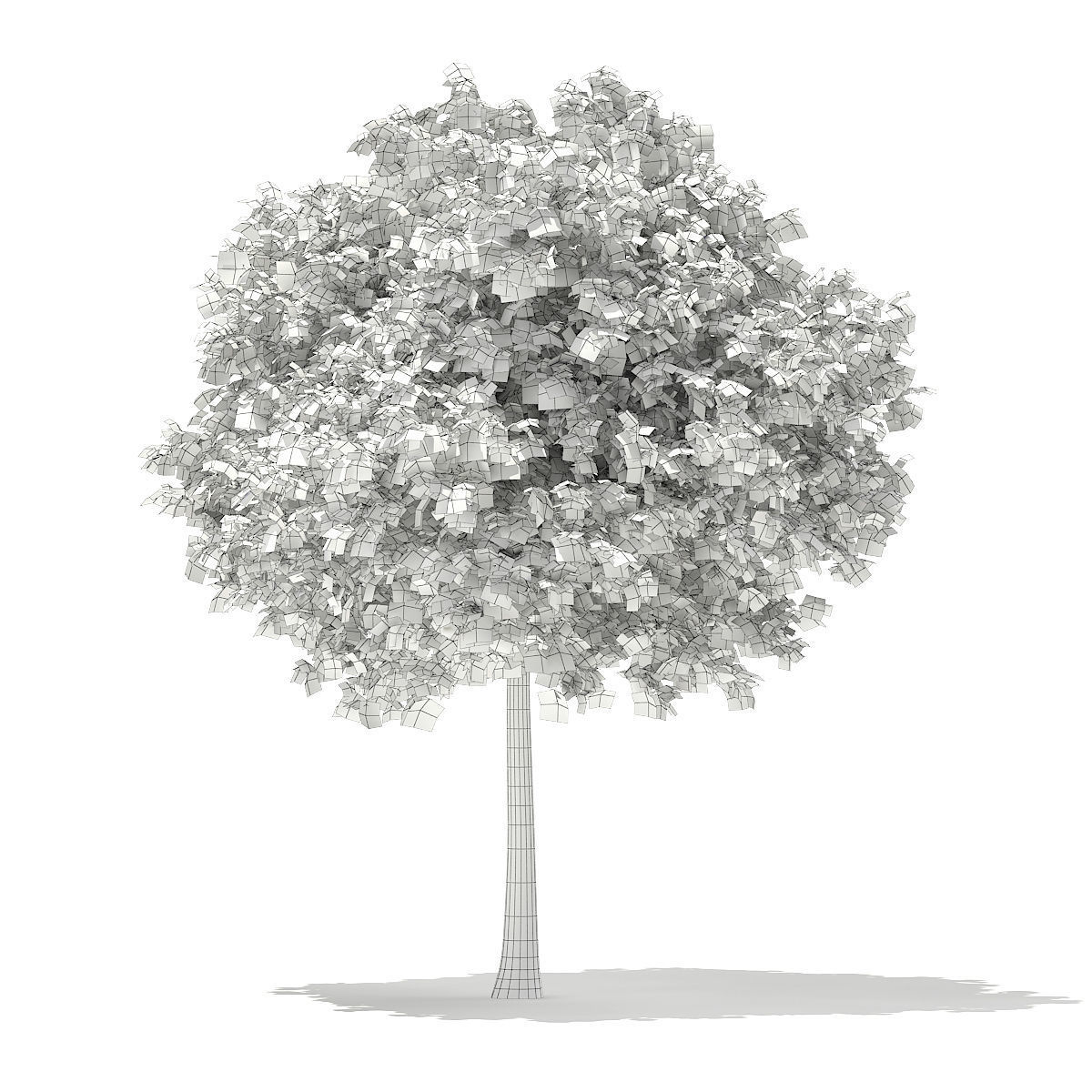 Sycamore Maple Acer pseudoplatanus 7m 3D model_1