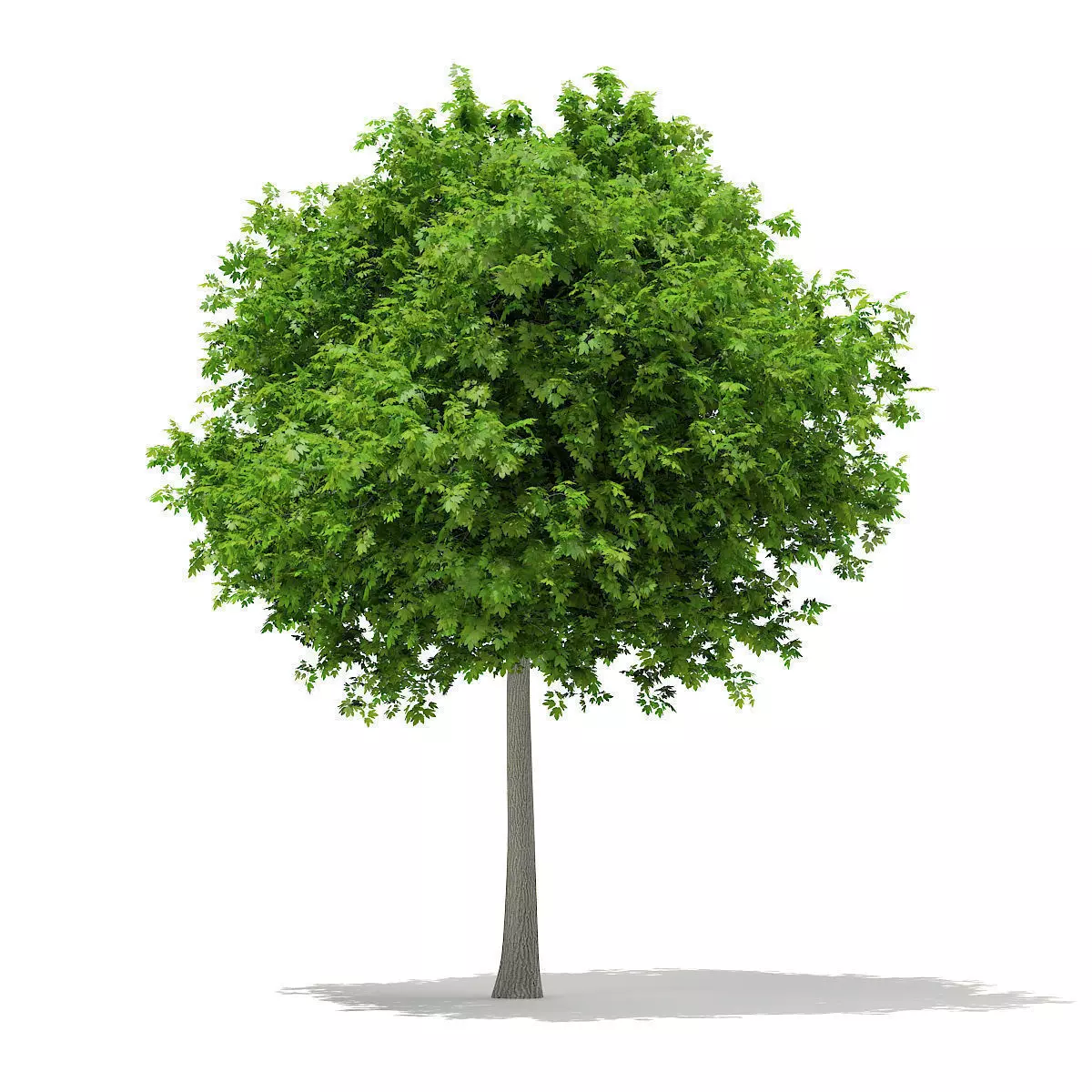 Sycamore Maple Acer pseudoplatanus 7m 3D model_0