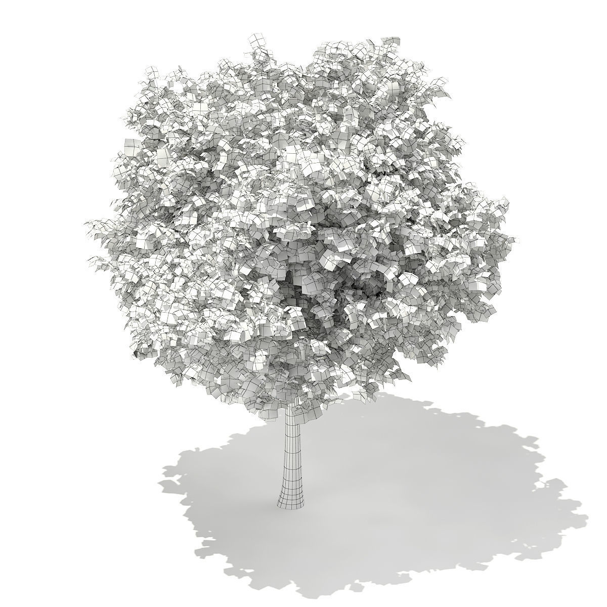 Sycamore Maple Acer pseudoplatanus 7m 3D model_5