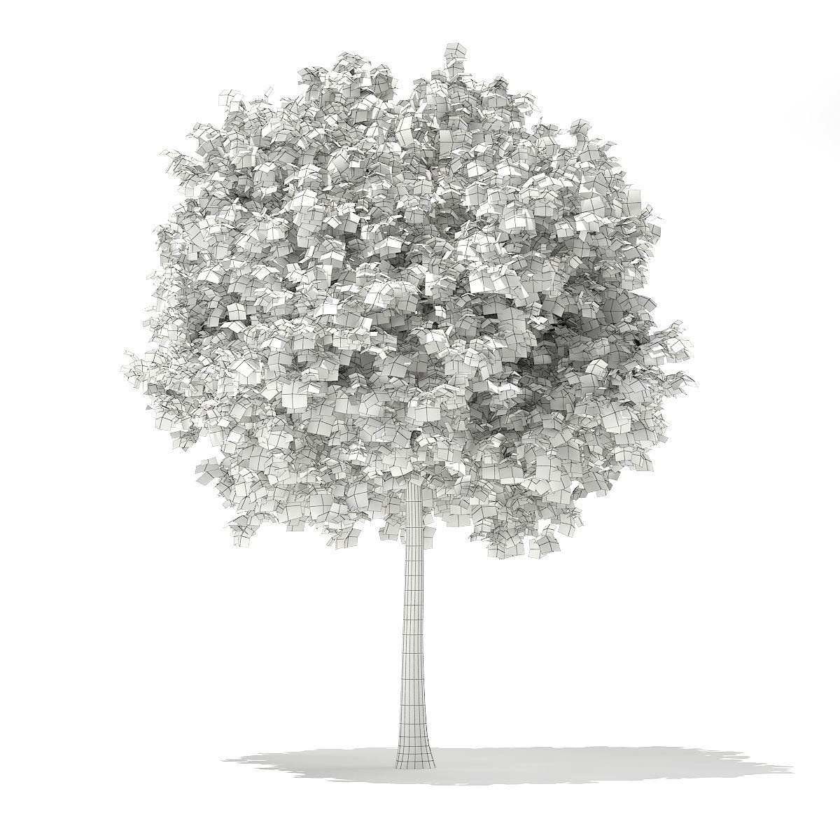 Sycamore Maple Acer pseudoplatanus 7m 3D model_3